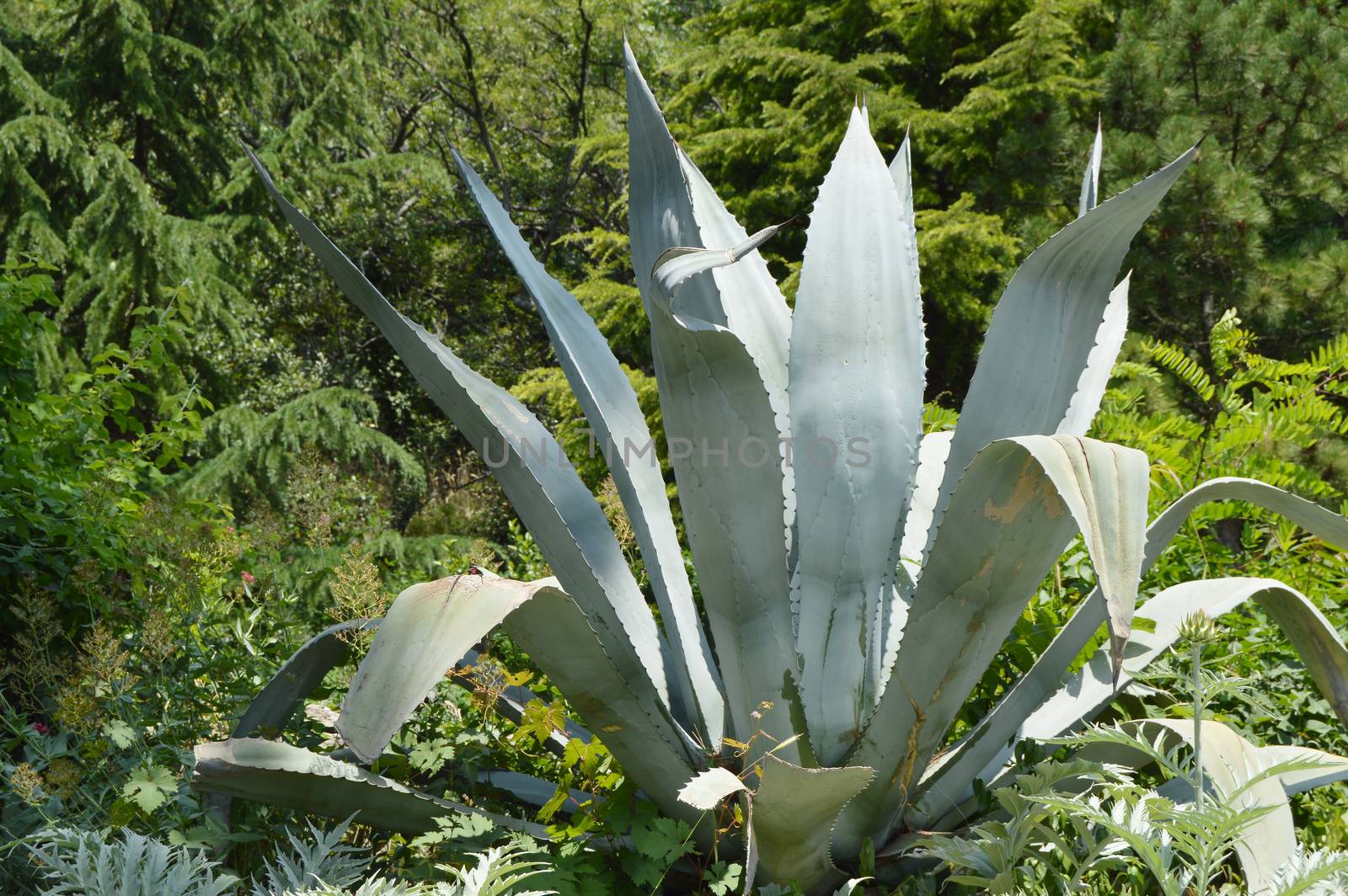 Agave plant in the Park on a Sunny day.
