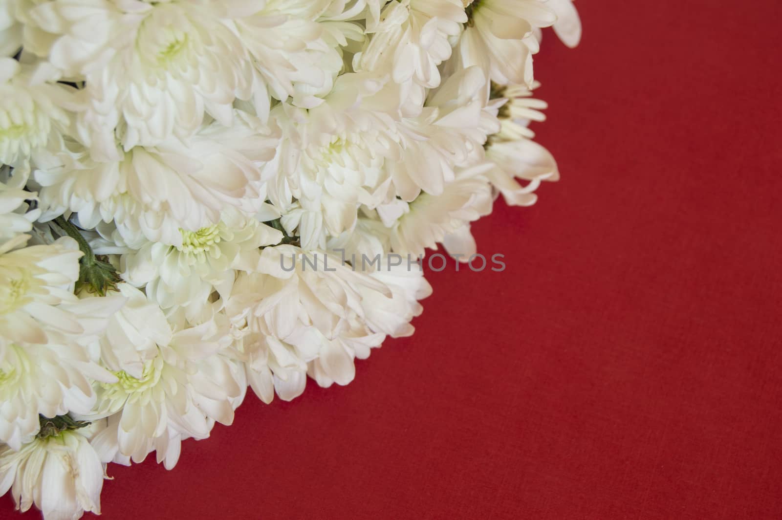 White CHRYSANTHEMUM on a RED background. Women's day, Valentine's day, mother's Day. Copy space, selective focus. Natural optical blur