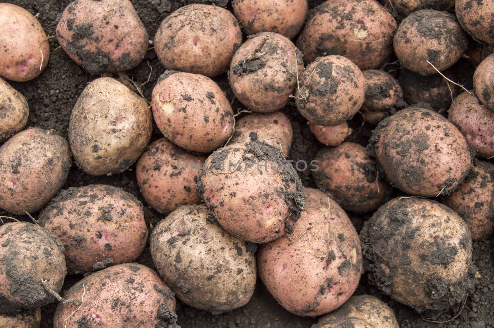 Large harvest of fresh potatoes in the field, the concept of growing organic vegetables and agriculture.