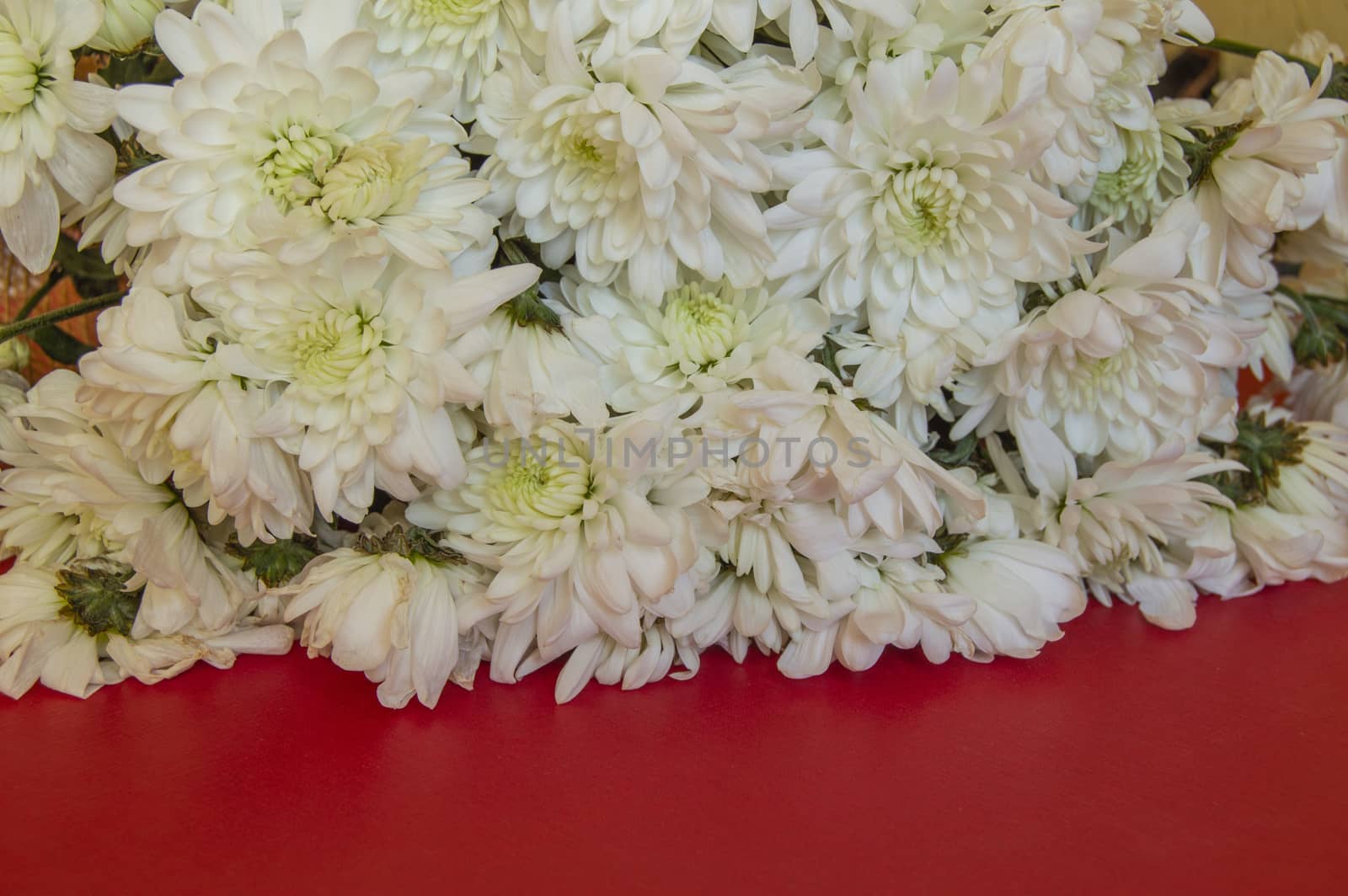 White CHRYSANTHEMUM on a RED background. Women's day, Valentine's day, mother's Day. Copy space, selective focus. Natural optical blur. by claire_lucia