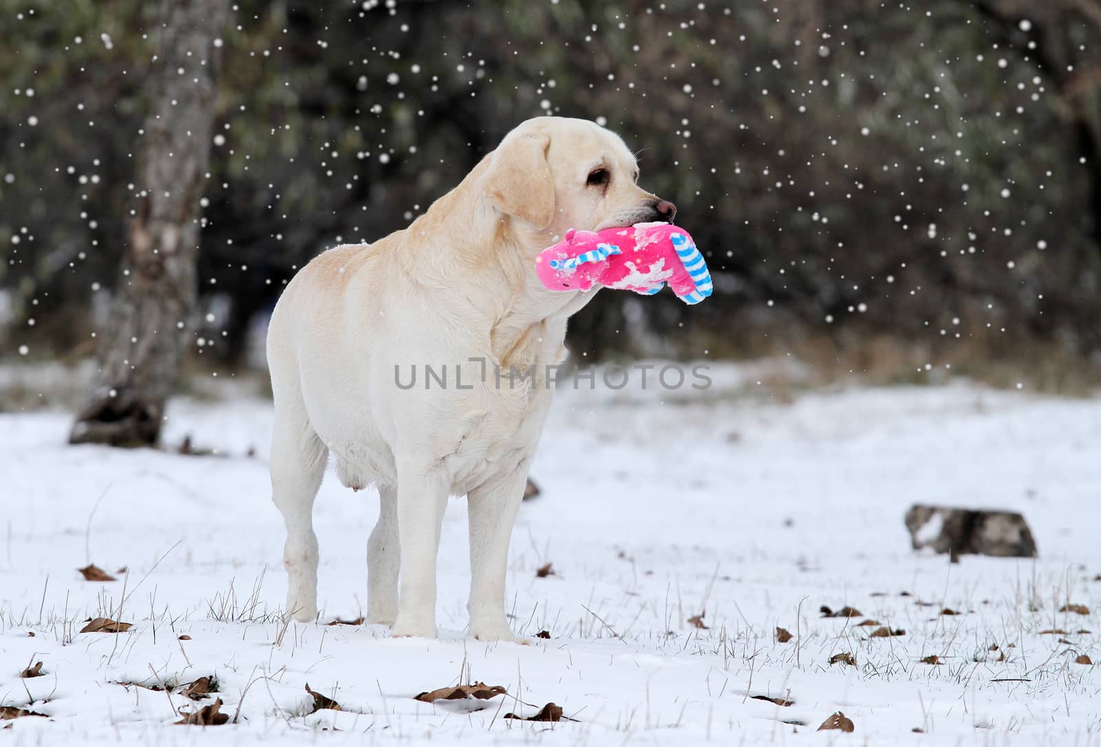 yellow labrador in the snow in winter with a red toy portrait