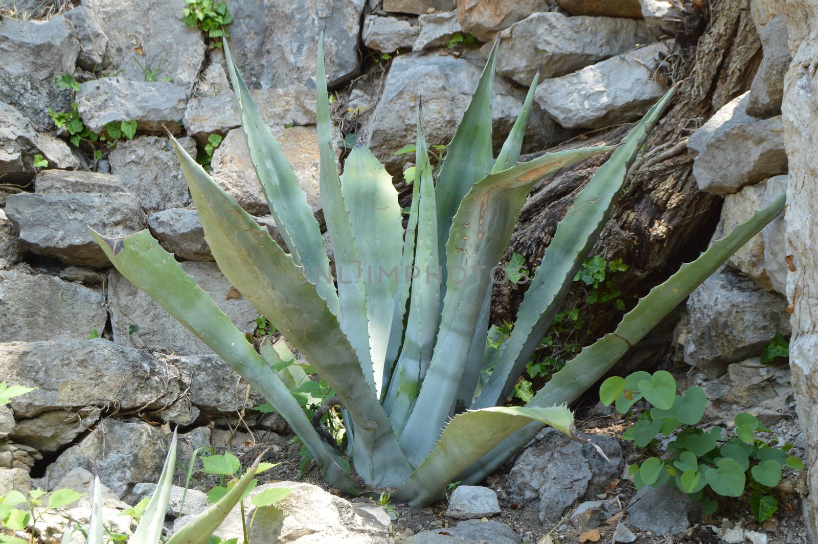 Agave plant in the Park on a Sunny day.