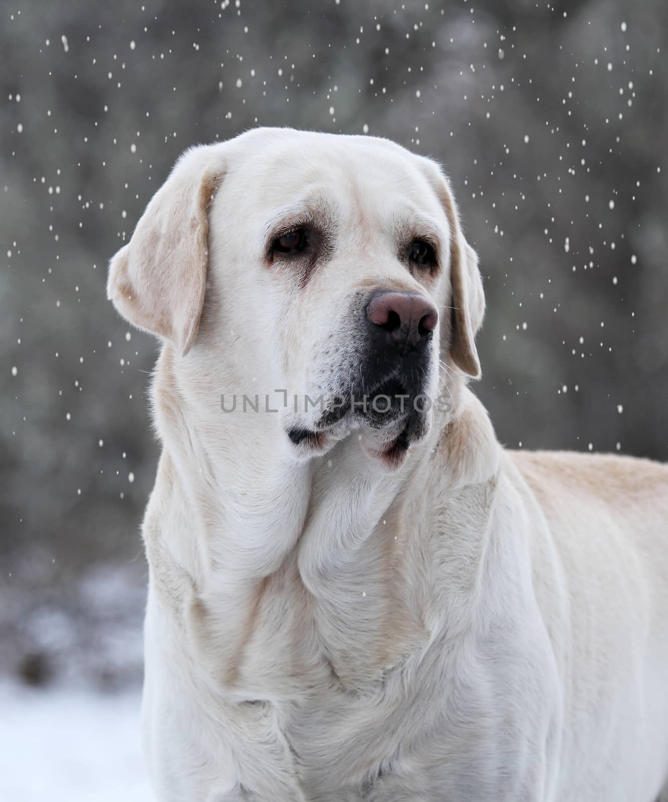 the yellow labrador in winter in snow portrait close up