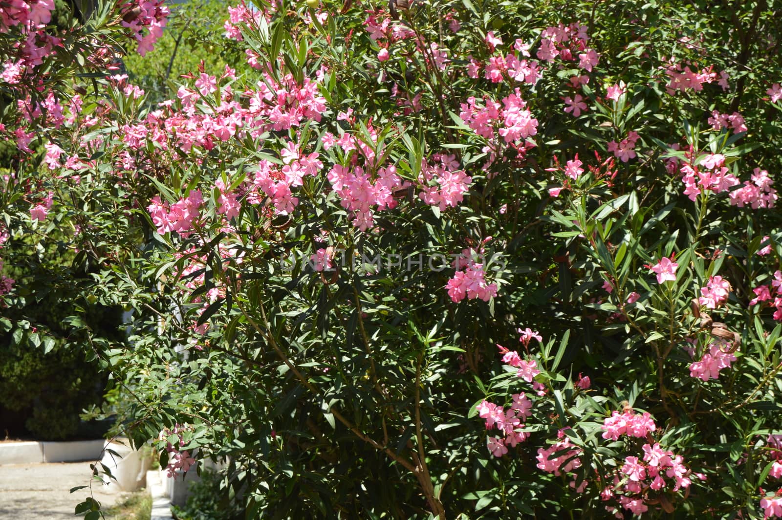 Pink Oleander Nerium shrub grows in the tropical garden.