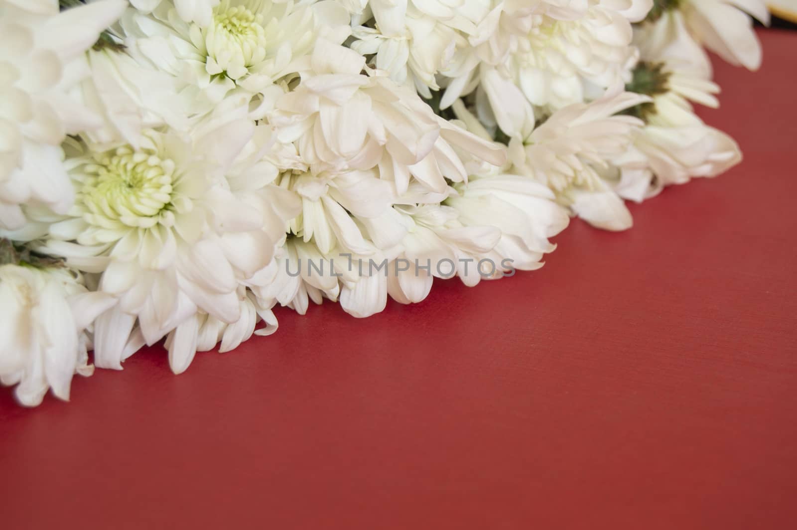 White CHRYSANTHEMUM on a RED background. Women's day, Valentine's day, mother's Day. Copy space, selective focus. Natural optical blur. by claire_lucia
