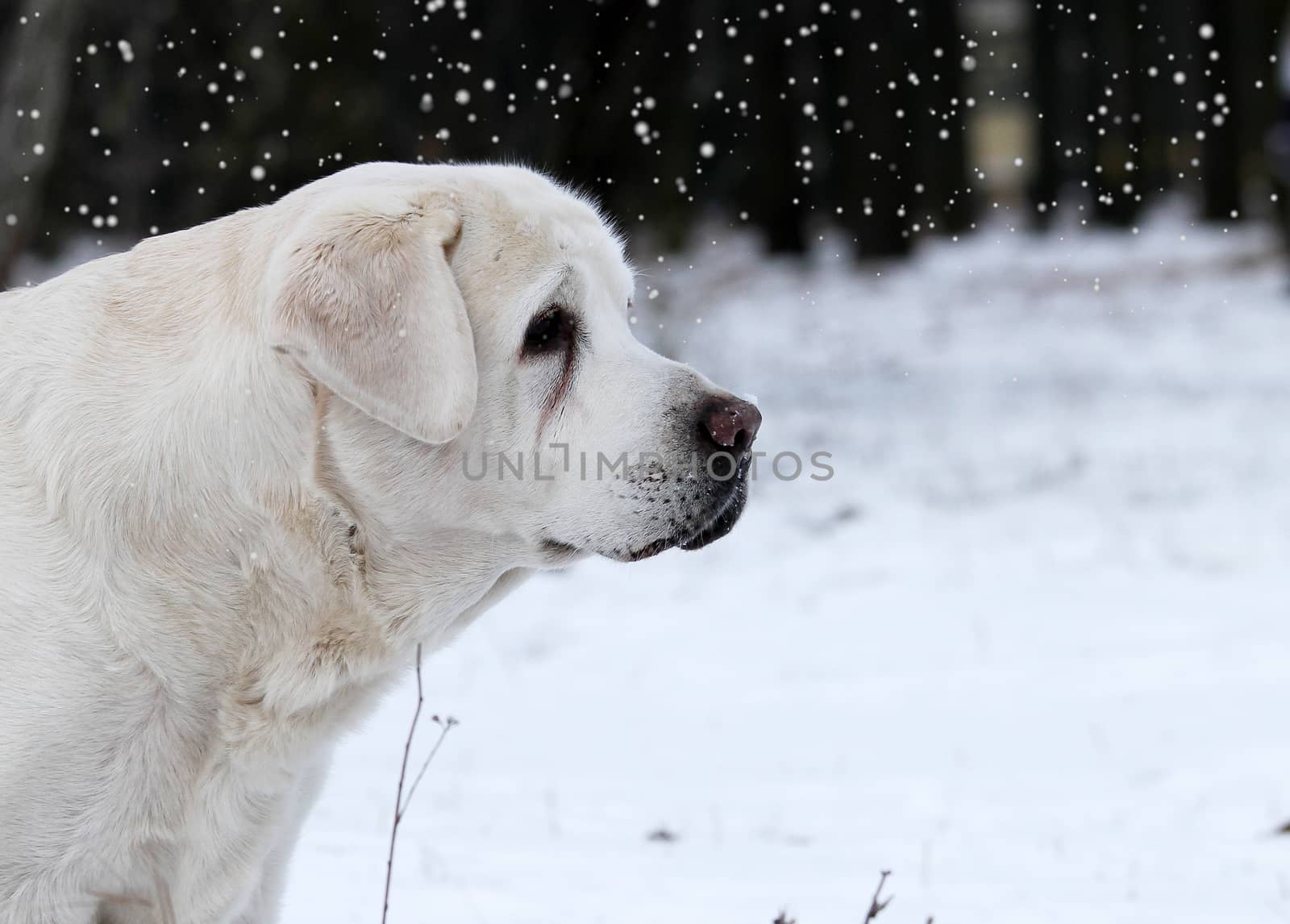 a yellow labrador in winter in snow portrait close up