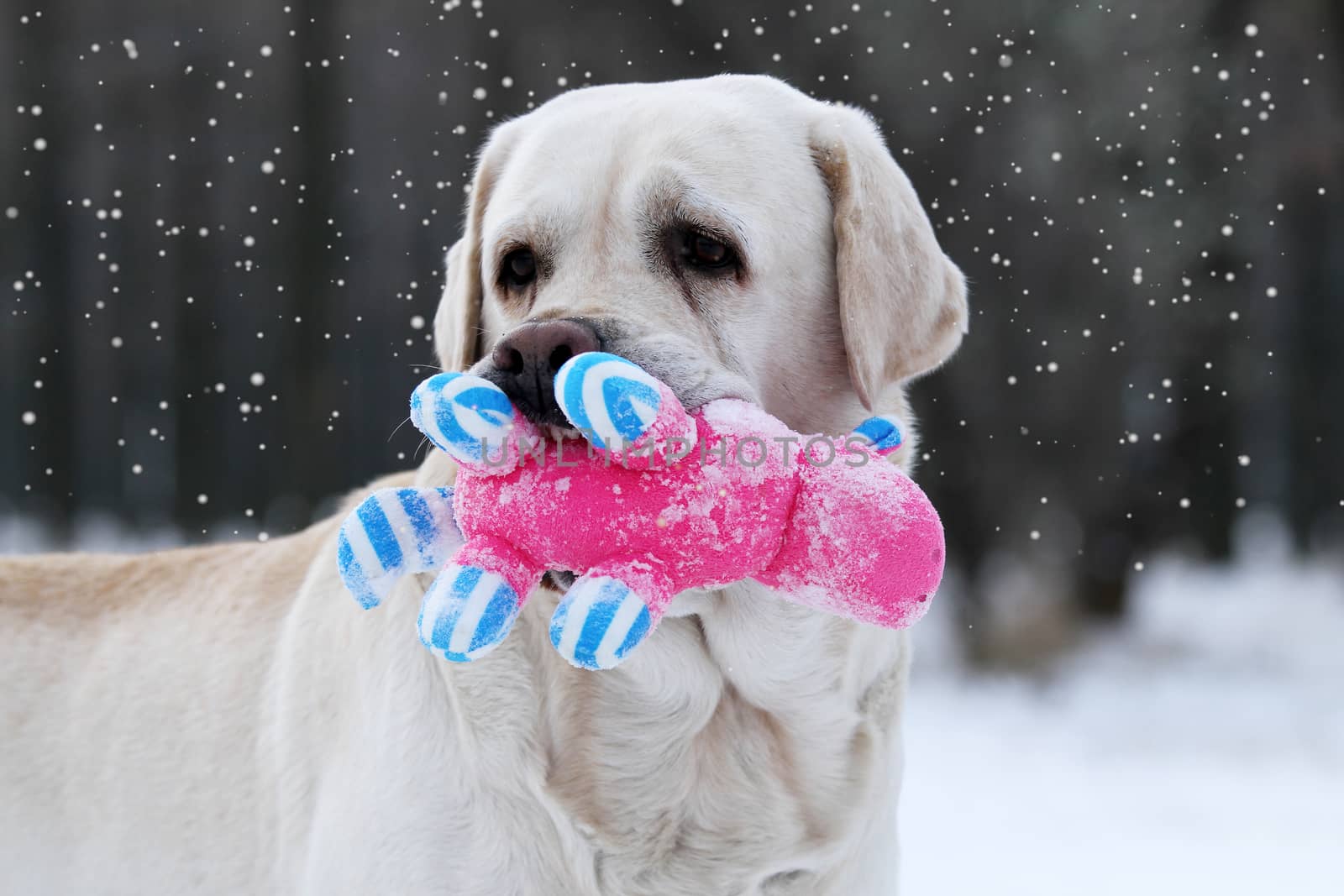 the yellow labrador in the snow in winter with a red toy portrait close up