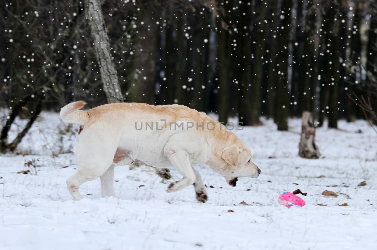 yellow labrador in the snow in winter with a red toy portrait close up