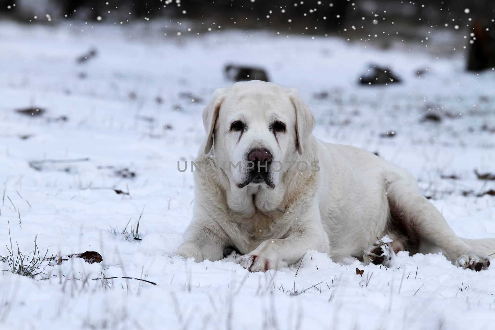 a nice yellow labrador in winter in snow portrait close up