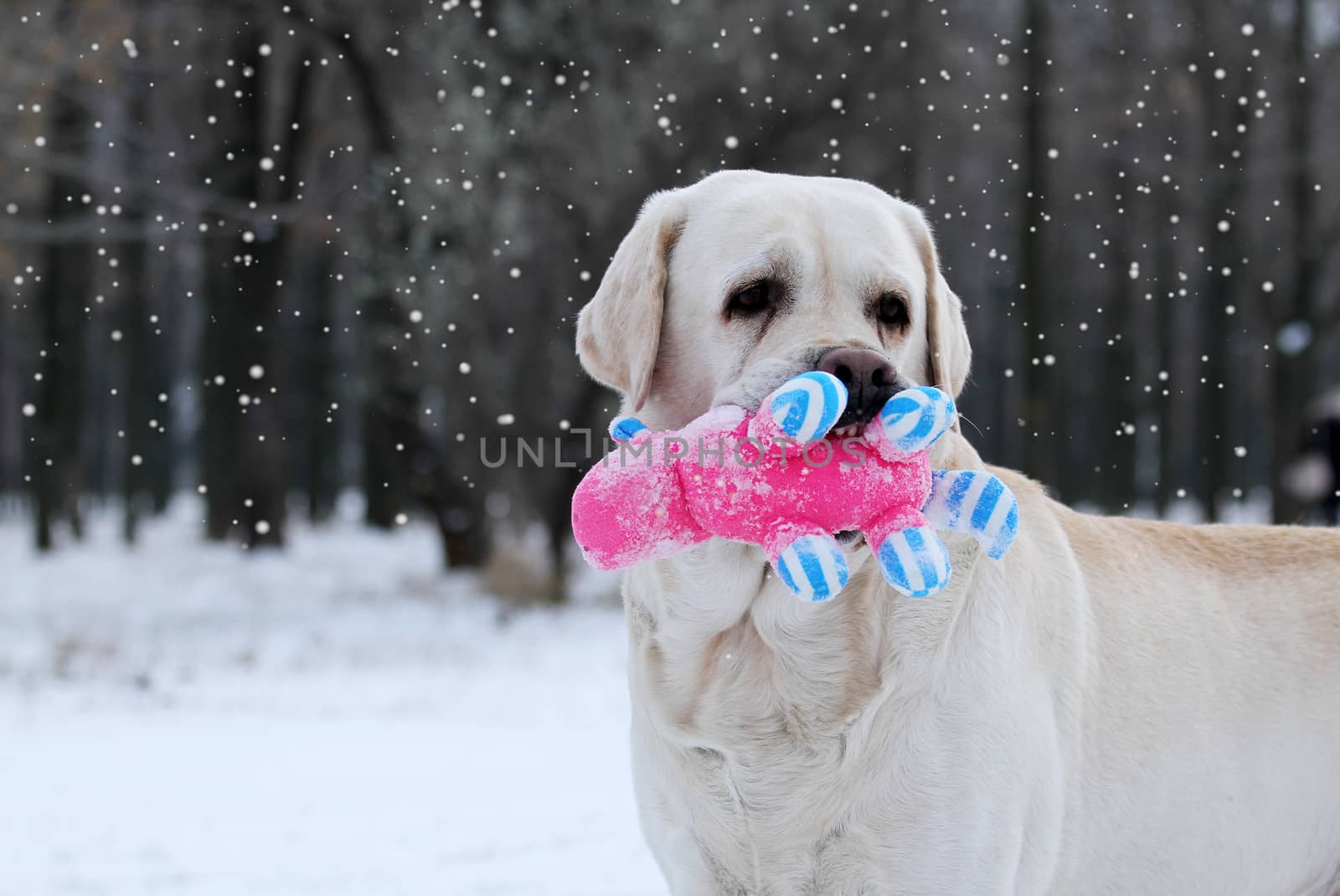the yellow labrador in the snow in winter with a red toy portrait