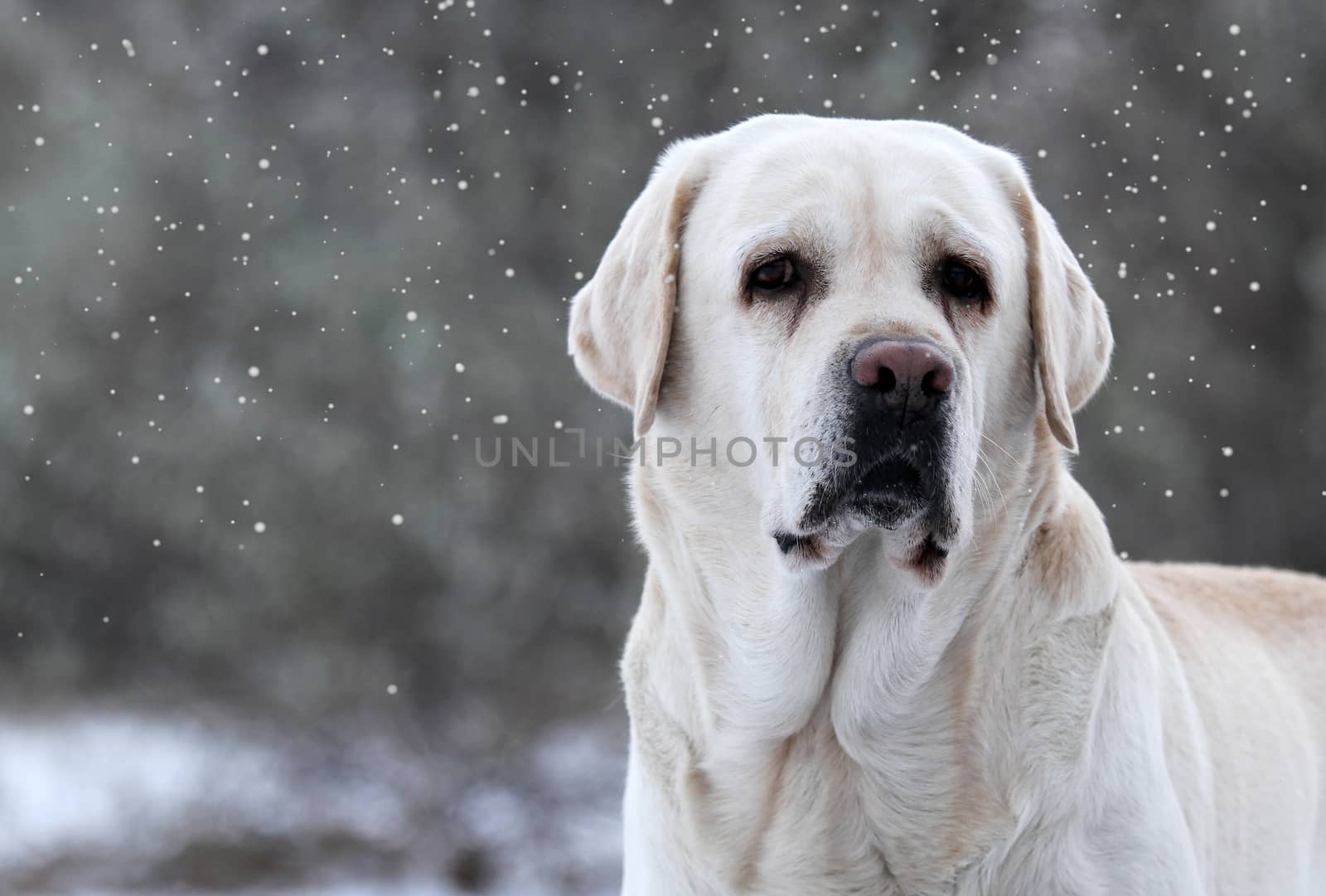 the nice yellow labrador in winter in snow portrait close up
