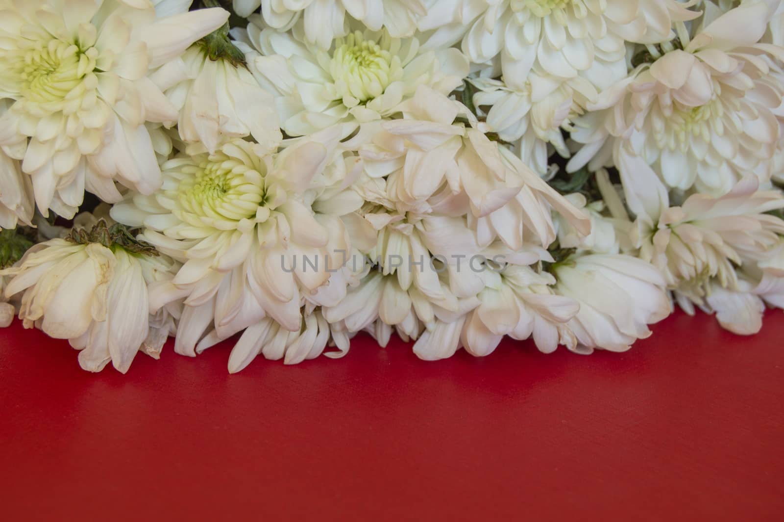 White CHRYSANTHEMUM on a RED background. Women's day, Valentine's day, mother's Day. Copy space, selective focus. Natural optical blur. by claire_lucia