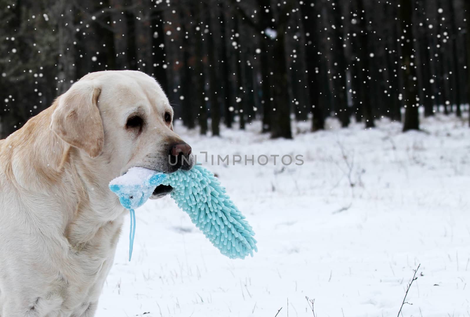 the nice yellow labrador in winter in snow with a green toy