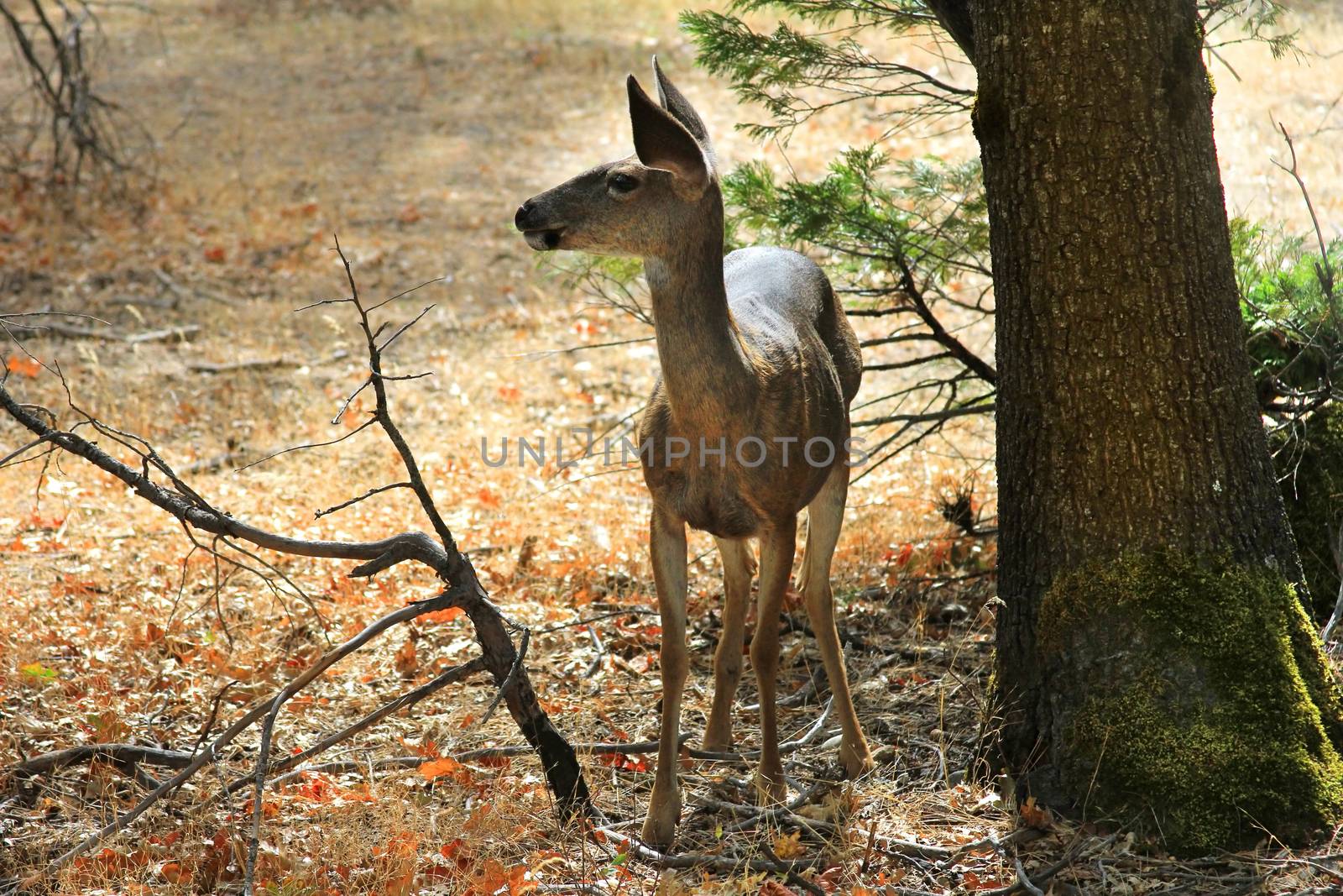 Doe detailed portrait isolated on forest by friday