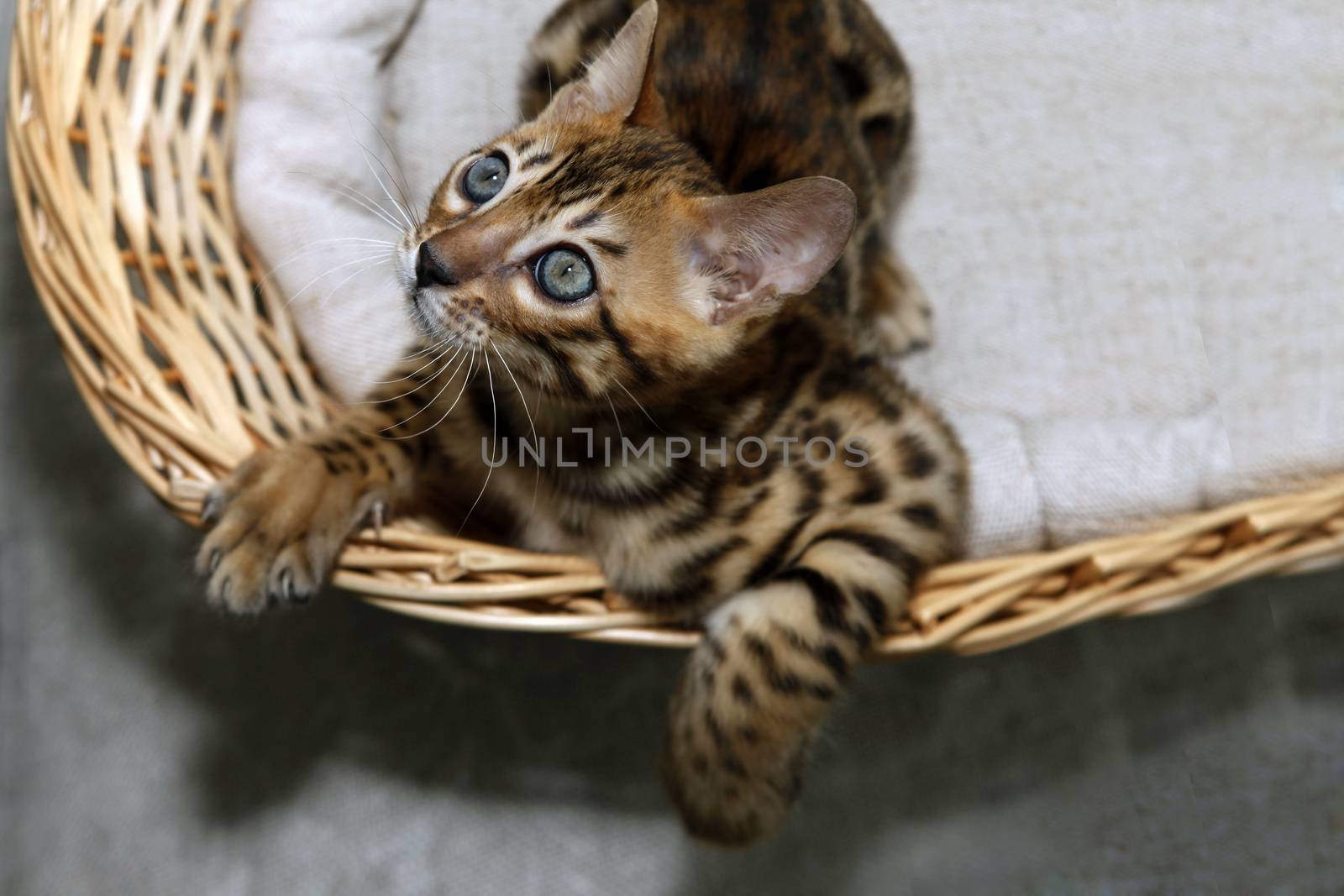 Small bengal kitten in a basket by friday