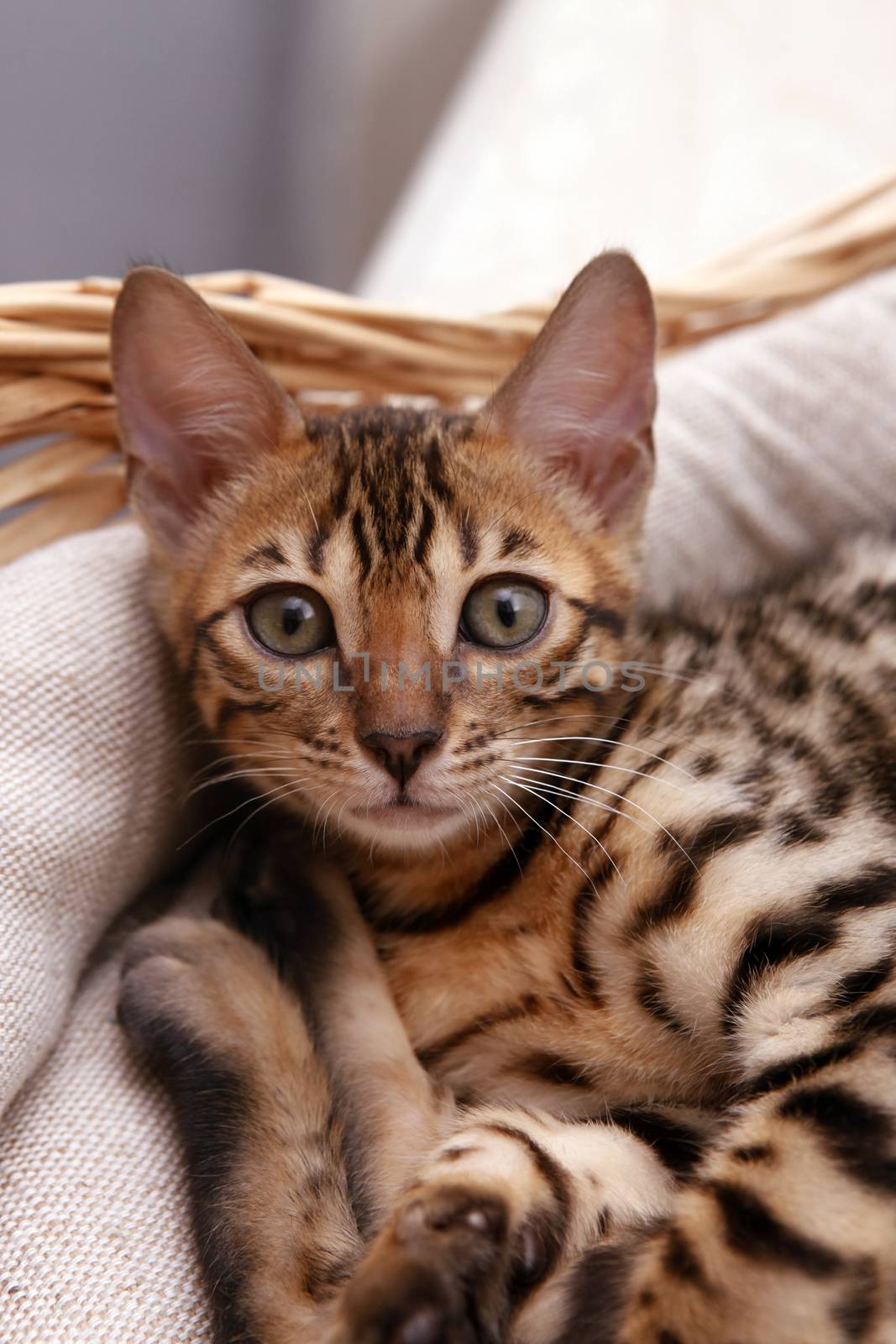 Small bengal kitten in a basket by friday
