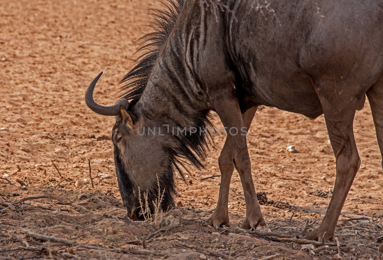 A Common wildebeest (Connochaetes taurinus) photographed in Kgalagadi Trans National Park, South Africa.