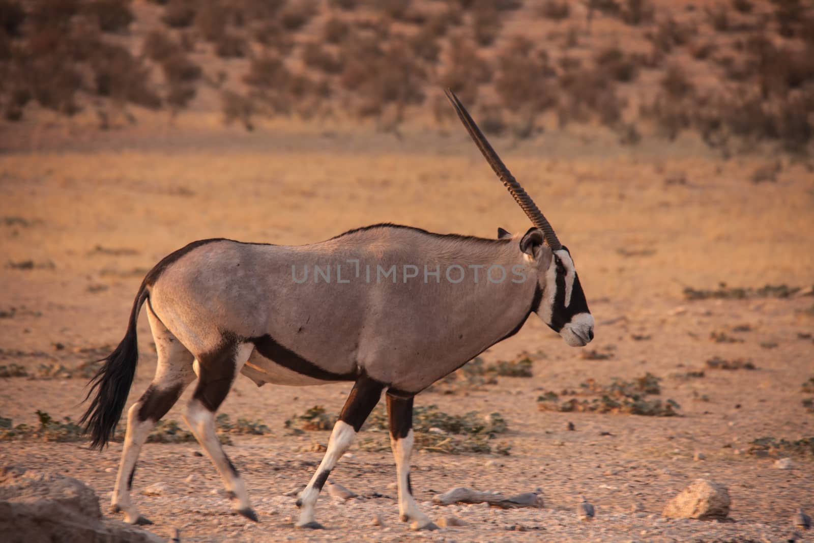 A lone Oryx bull in the dry riverbed of the Auob River in the Kgalagadi Trans Frontier Park. South Africa.