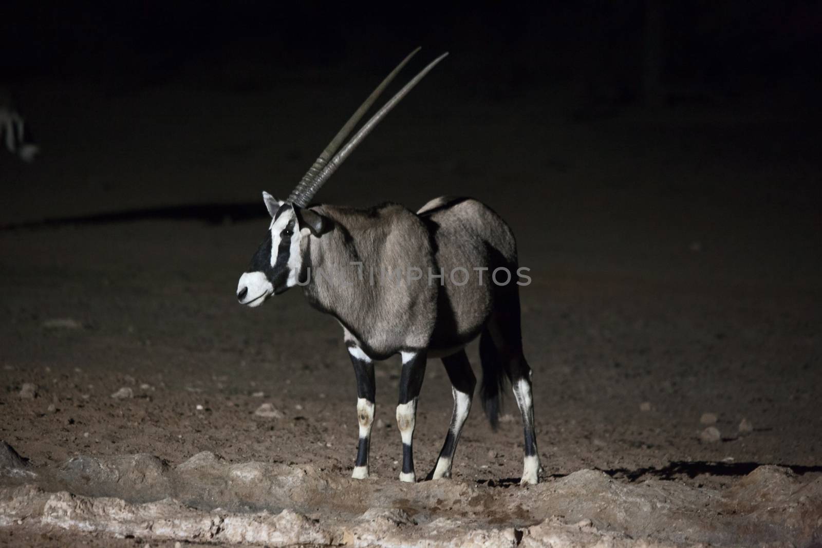 Monochrome Oryx (Oryx gazella) hotographed at nigt at a waterhole. Mata Mata restcamp, Kgalagadi Trans Frontier Park. South Africa.