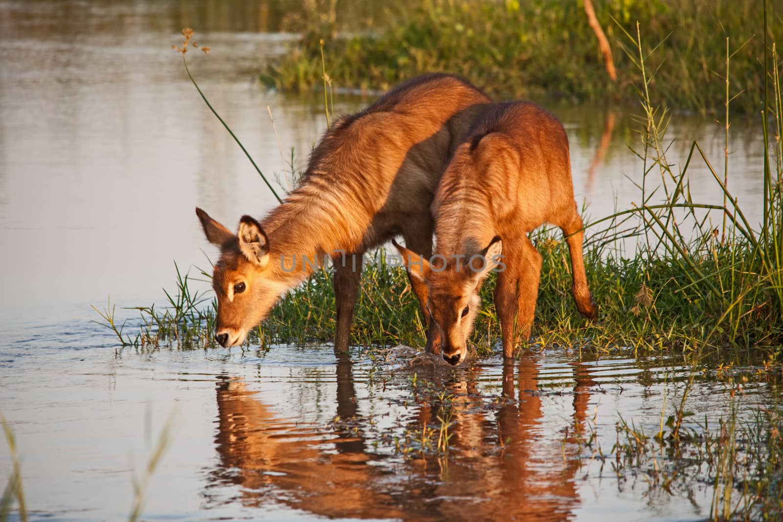 Two young Waterbuck (Kobus ellisprymnus) photographed in the Olifants River in Kruger National Park. South Africa