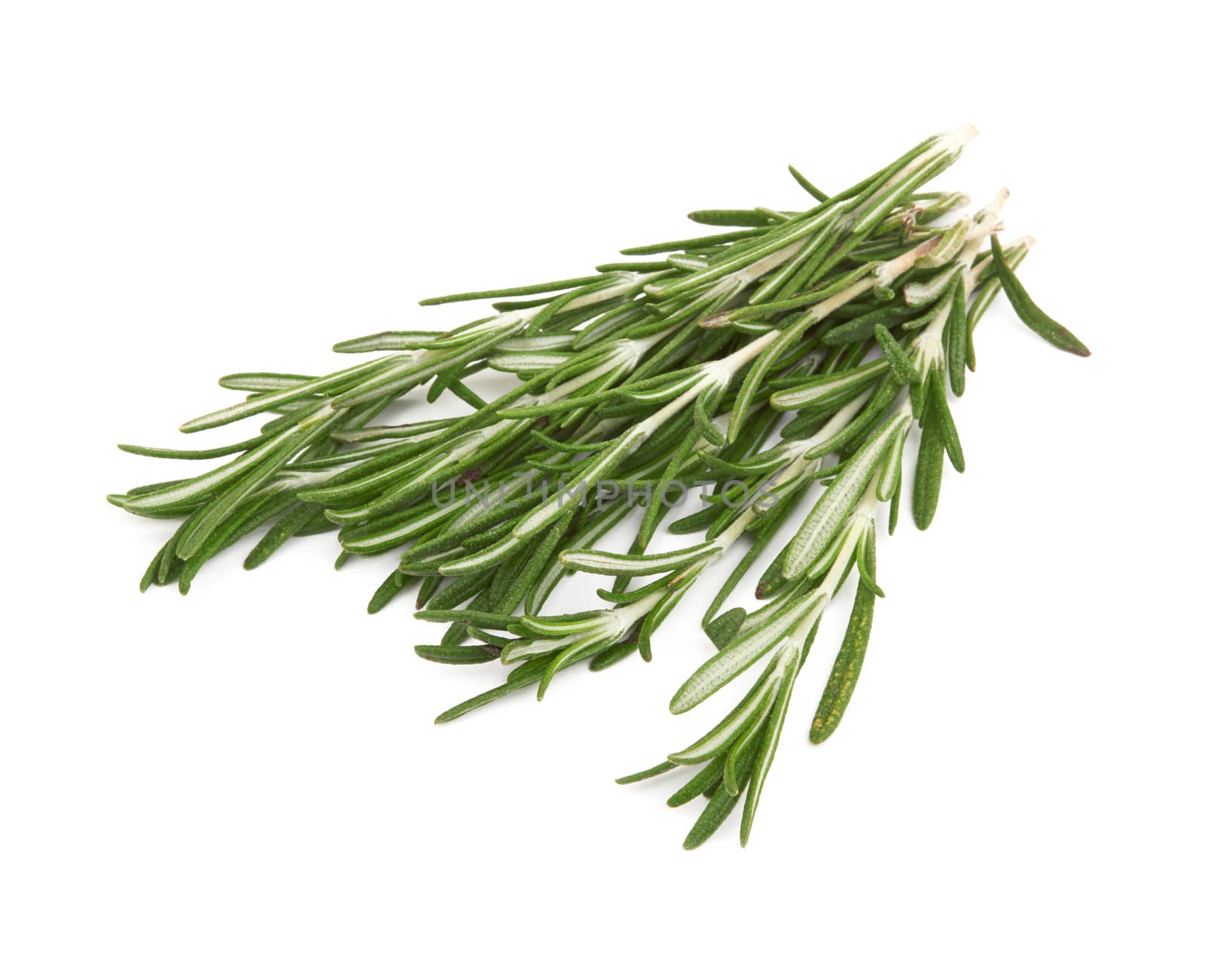 Fresh rosemary on white by pioneer111
