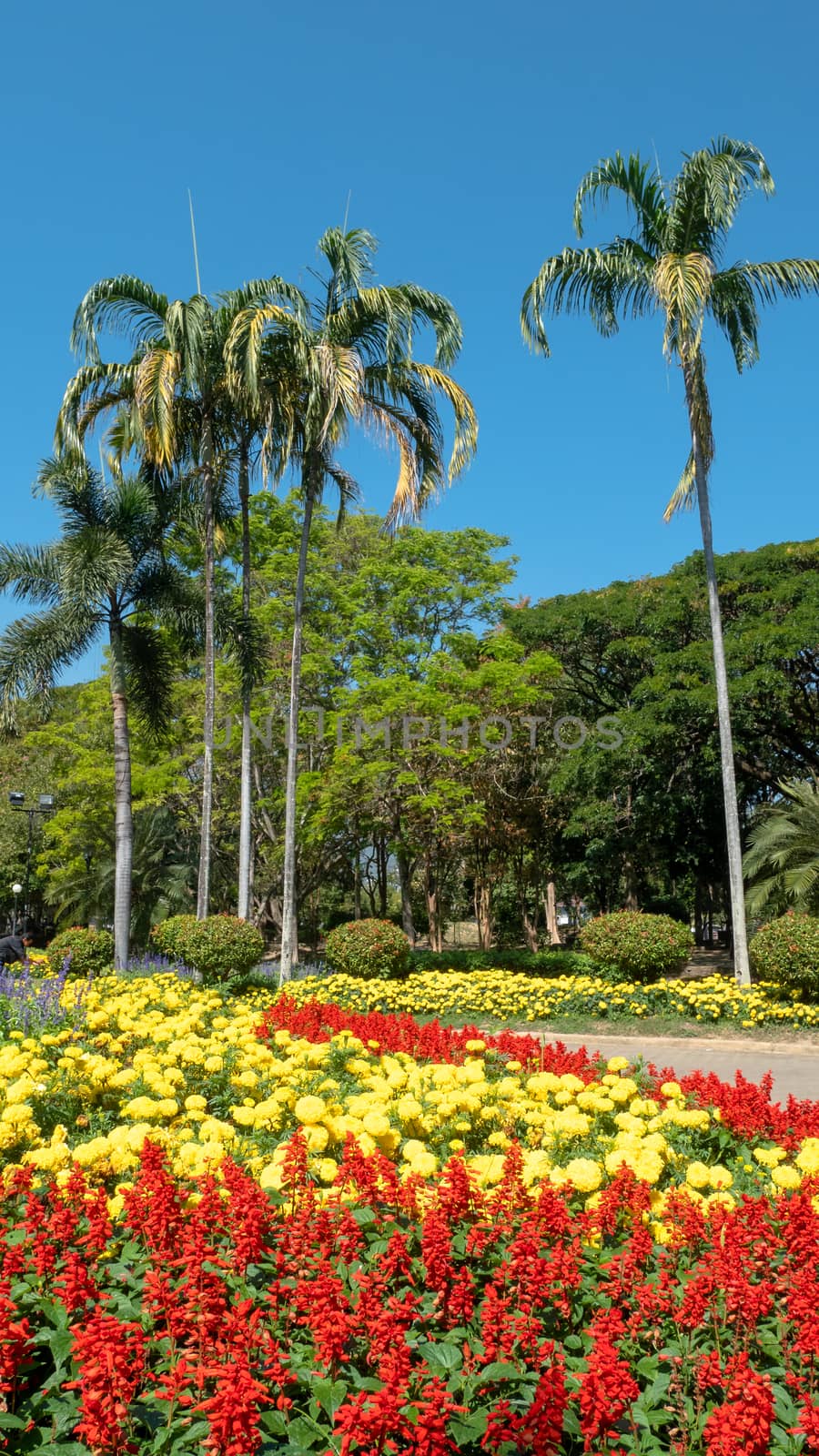 Flowers in park by wittaya