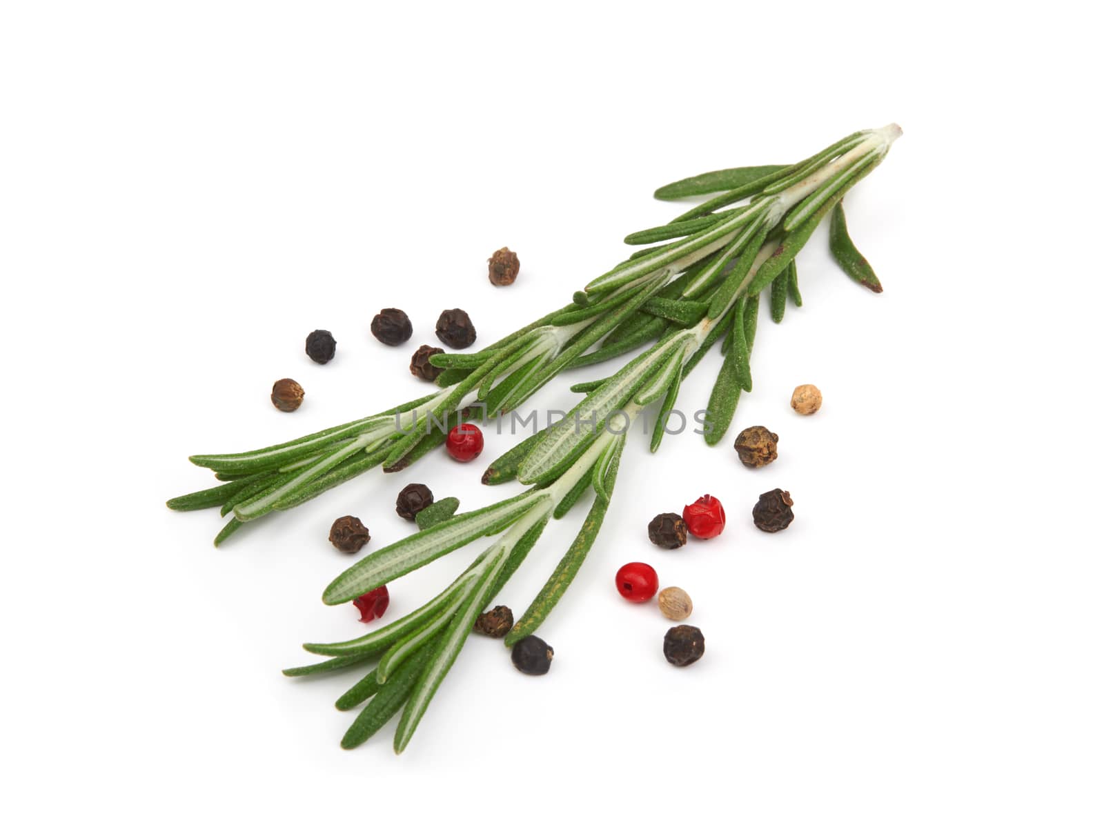 Fresh rosemary isolated on white background