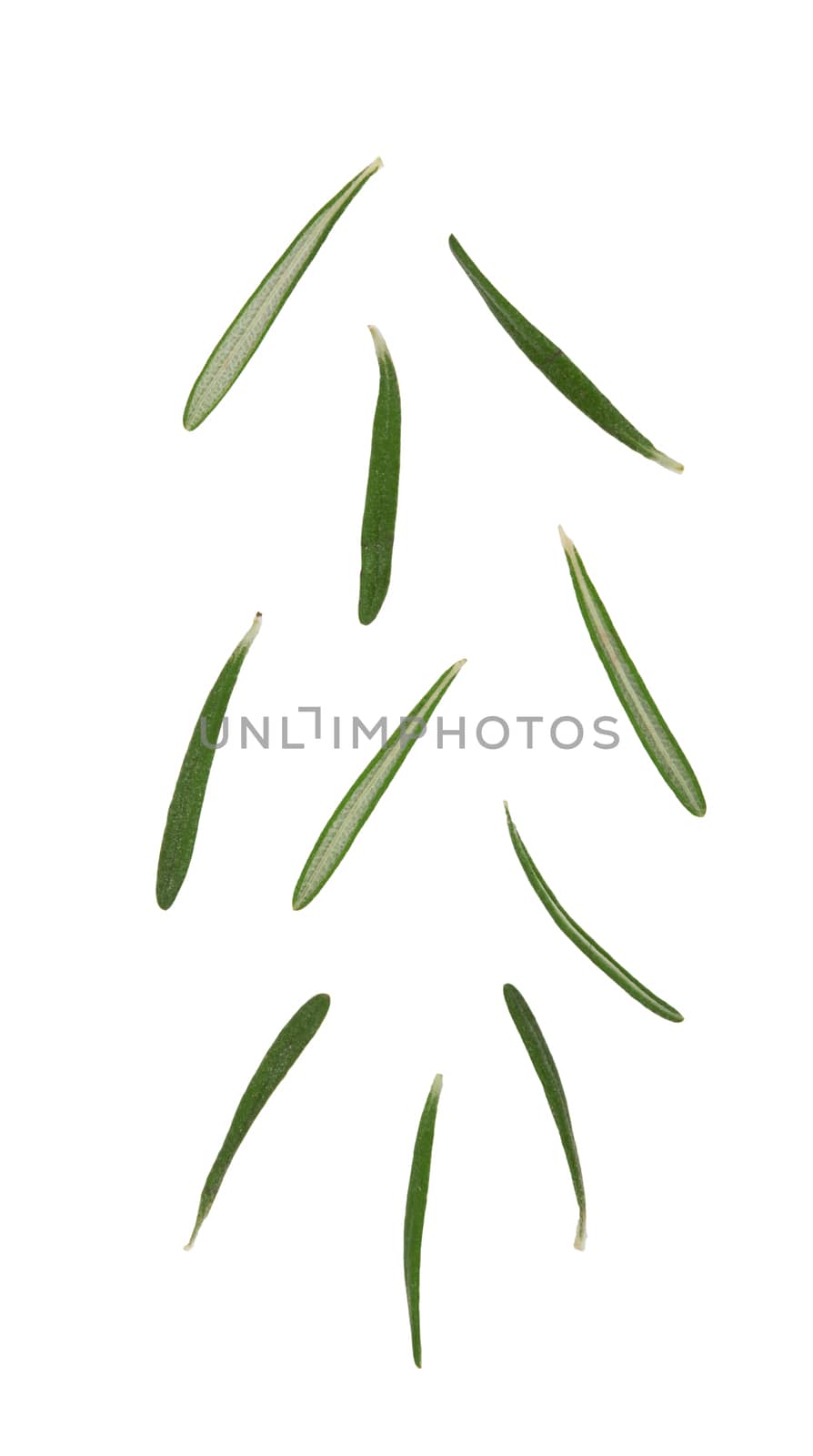 Fresh rosemary isolated on white background