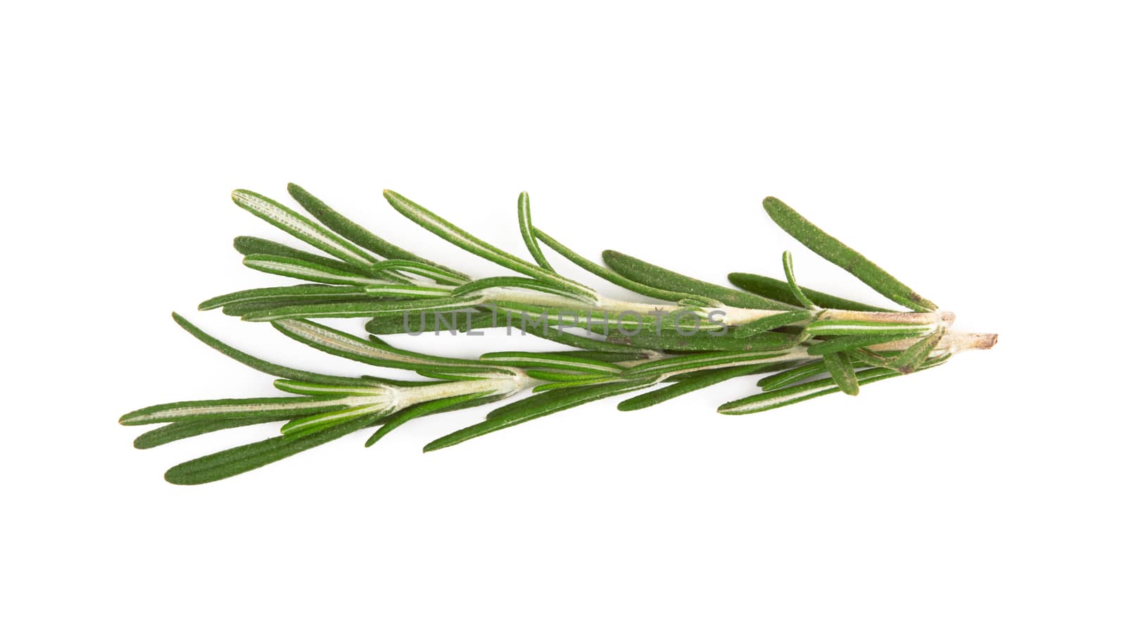 Fresh rosemary on white by pioneer111