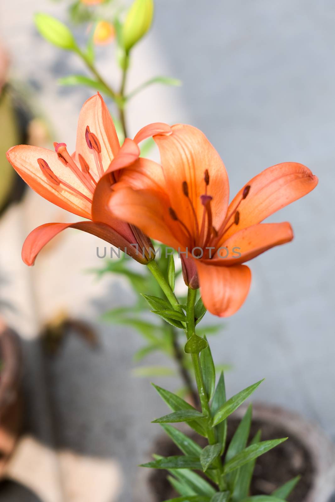 One Trumpet vine or trumpet creeper (Campsis radicans) flower, known as cow itch or hummingbird vine, in bloom with seeds and leaves, growing outdoors in summer. Copy space room for text on both side by sudiptabhowmick