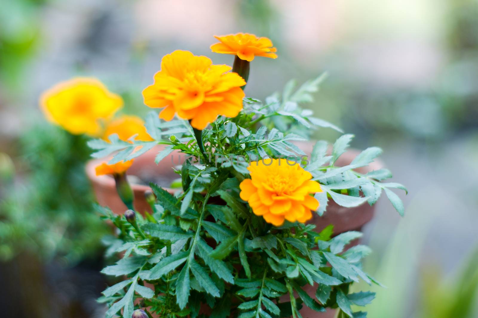 Yellow marigold flowers in sunlight. A Tagetes genus or perennial, mostly herbaceous plants in the sunflower family. Blooms naturally in golden, orange, yellow, white colors, with maroon highlights. by sudiptabhowmick