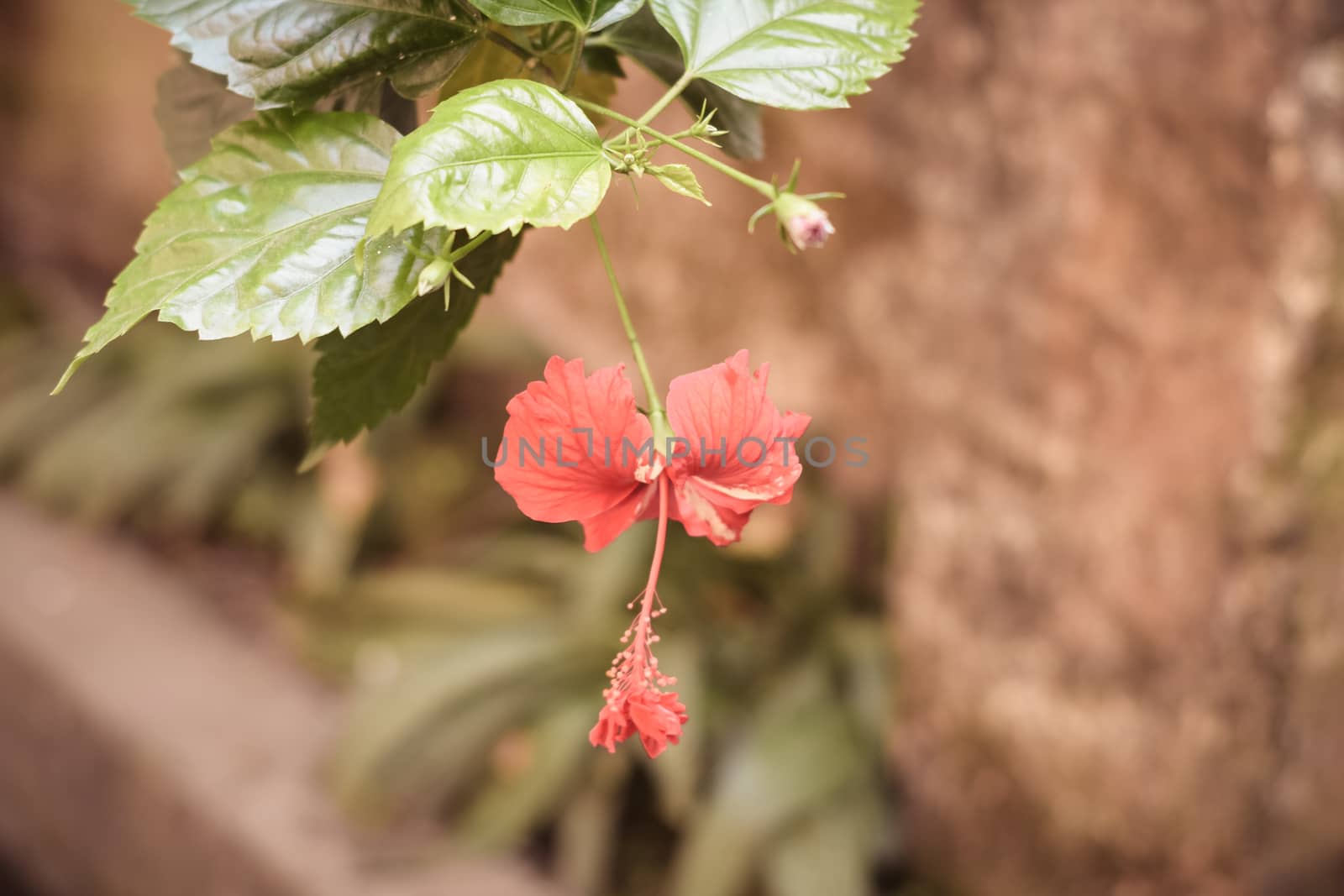 One Chaba flower (Hibiscus rosa-sinensis) chinese rose, red color, hanging downward, blooming in morning sunlight in isolated background. Vintage film look, With copy space room for text on right side by sudiptabhowmick