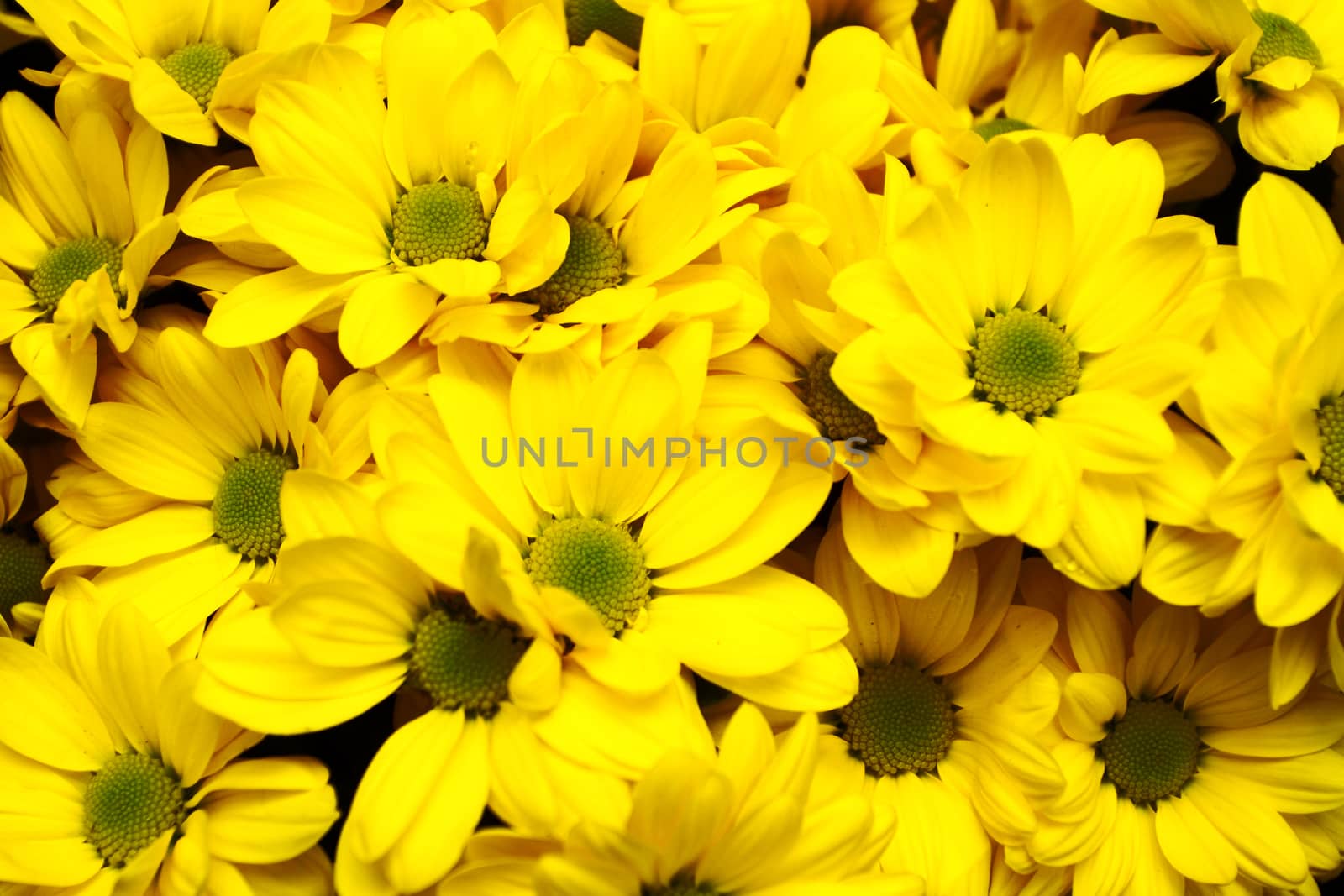 bouquet of fine yellow chrysanthemum bushes close up