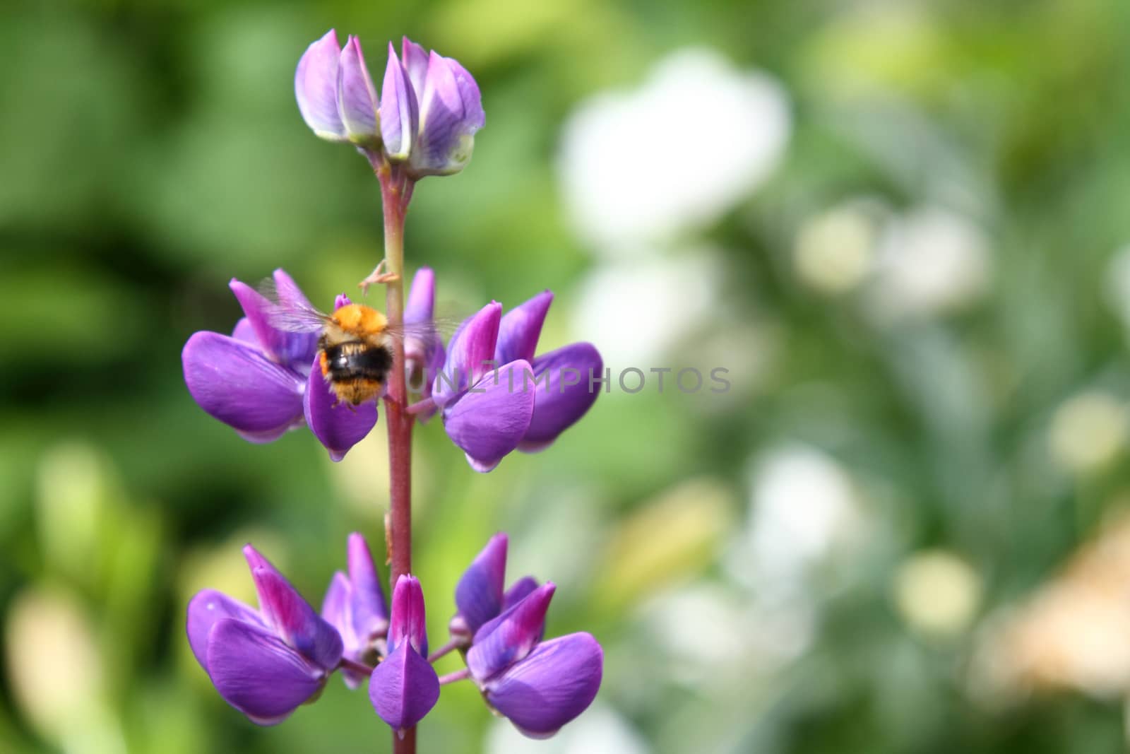 Violet flower a lupine on a stalk a close up