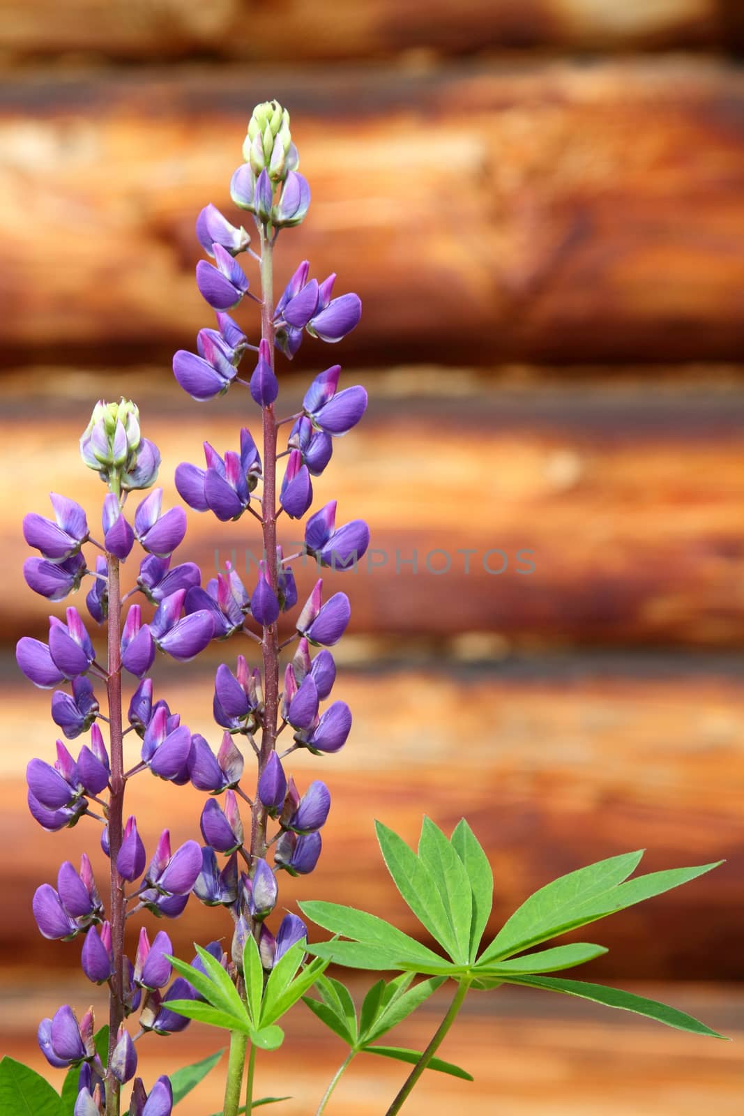 Violet flower a lupine on a stalk by sveter