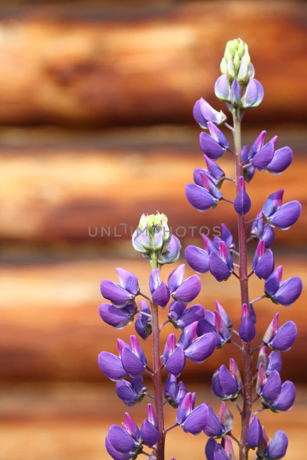 Violet flower a lupine on a stalk by sveter