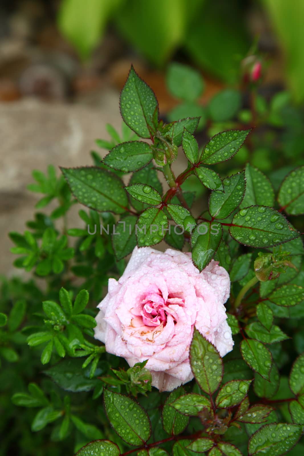 bud of a tea pink rose by sveter