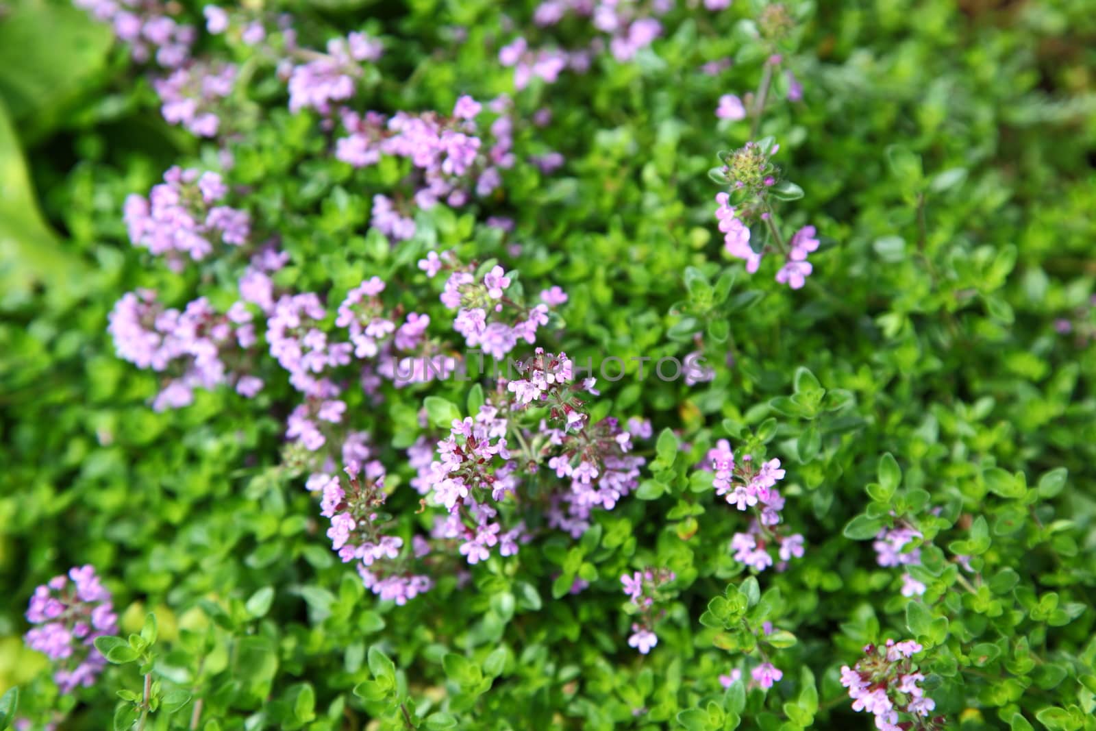 Thyme plant growing in garden by sveter