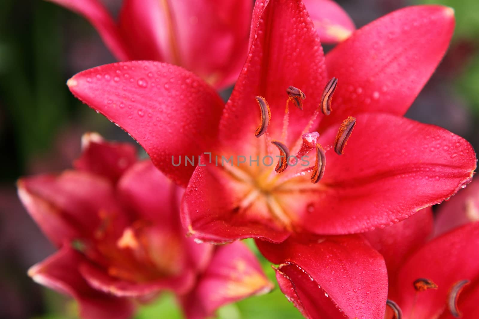 Red lily a bud on a stalk a close up