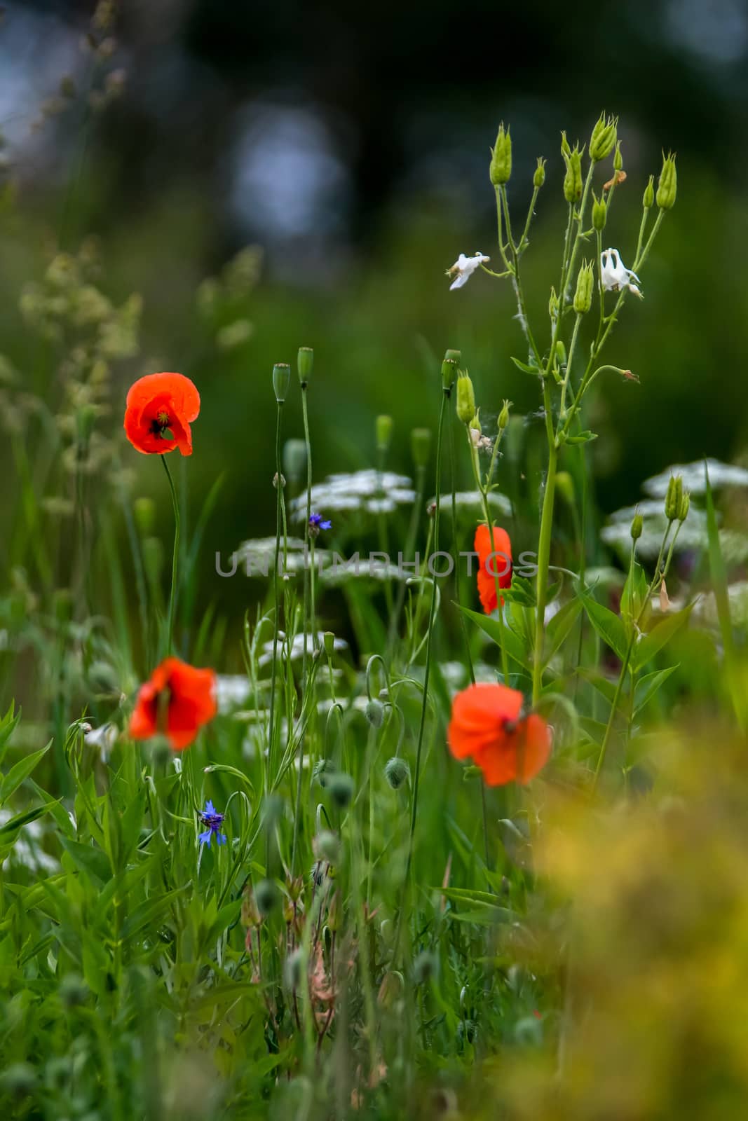 Red blooming poppy flowers on a green grass. Garden with poppy flowers. Nature field flowers in meadow. Blooming red poppy flowers on summer wild meadow.

