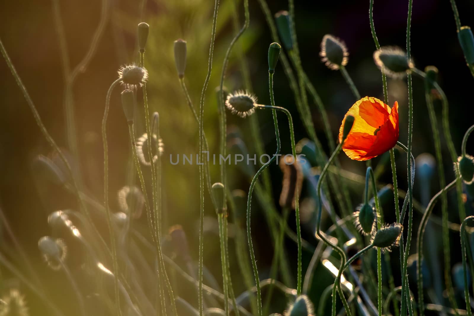 Red blooming poppy flowers on a green grass. Garden with poppy flowers. Nature field flowers in meadow. Blooming red poppy flowers on summer wild meadow.

