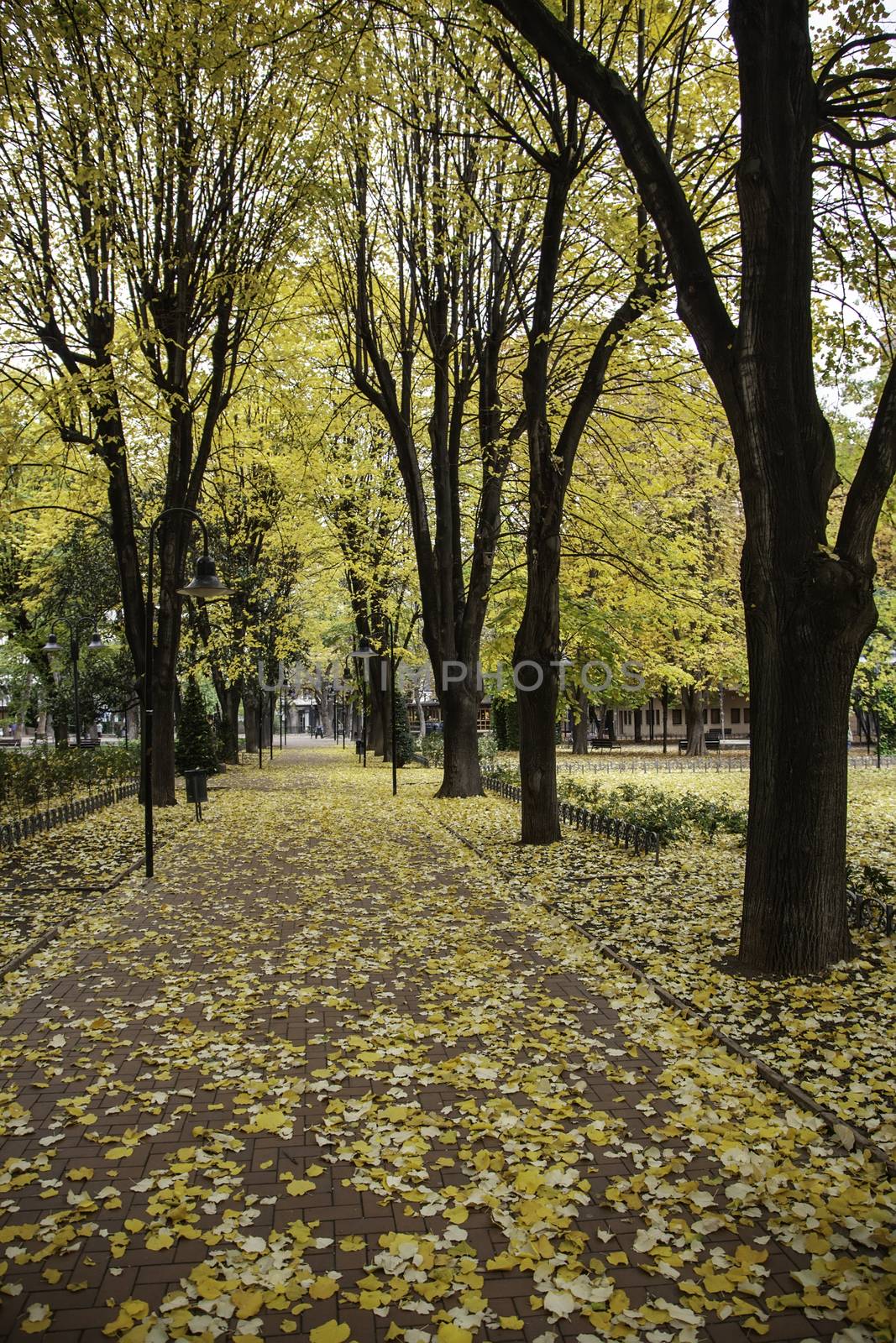 Forest in autumn, detail of season of the year, cold