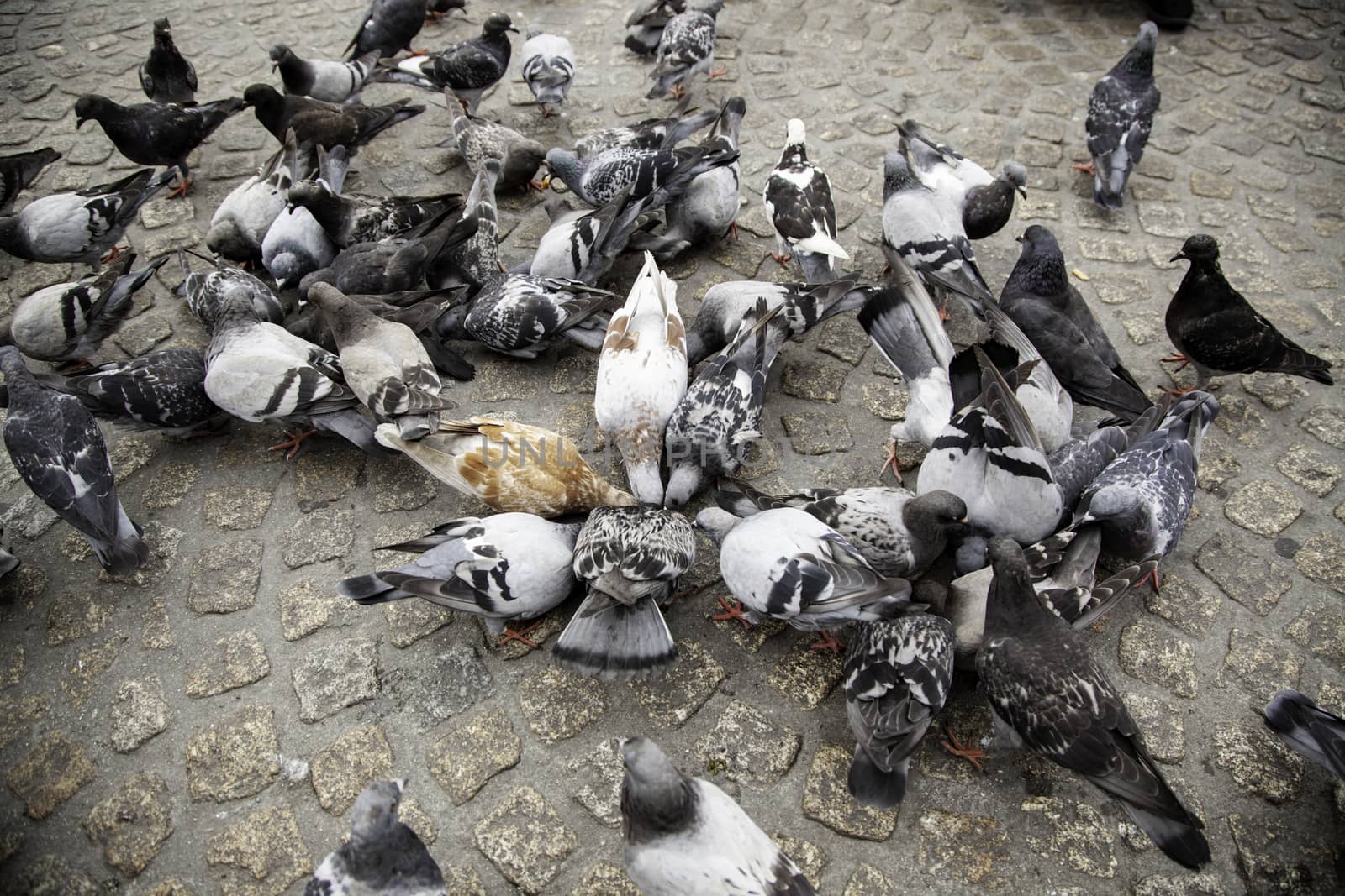 Pigeons in the square, detail of birds alimentandose