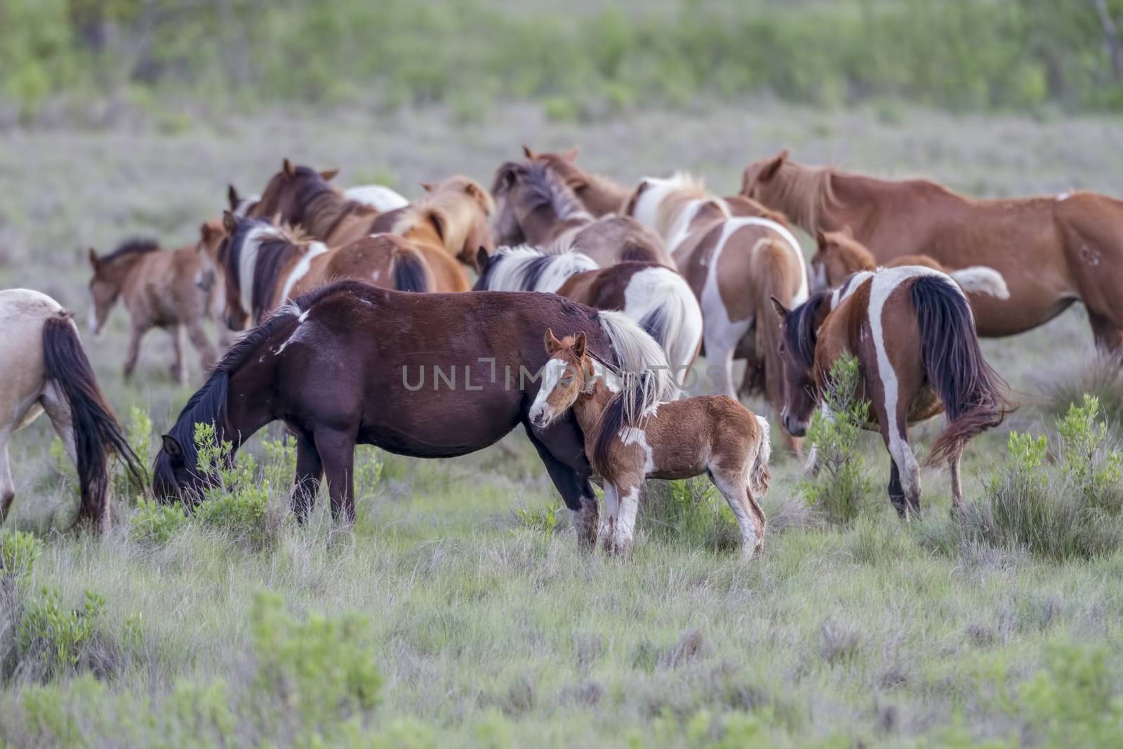 Chincoteague ponies, Chincoteague National Wildlife Refuge, Chincoteague, Va.