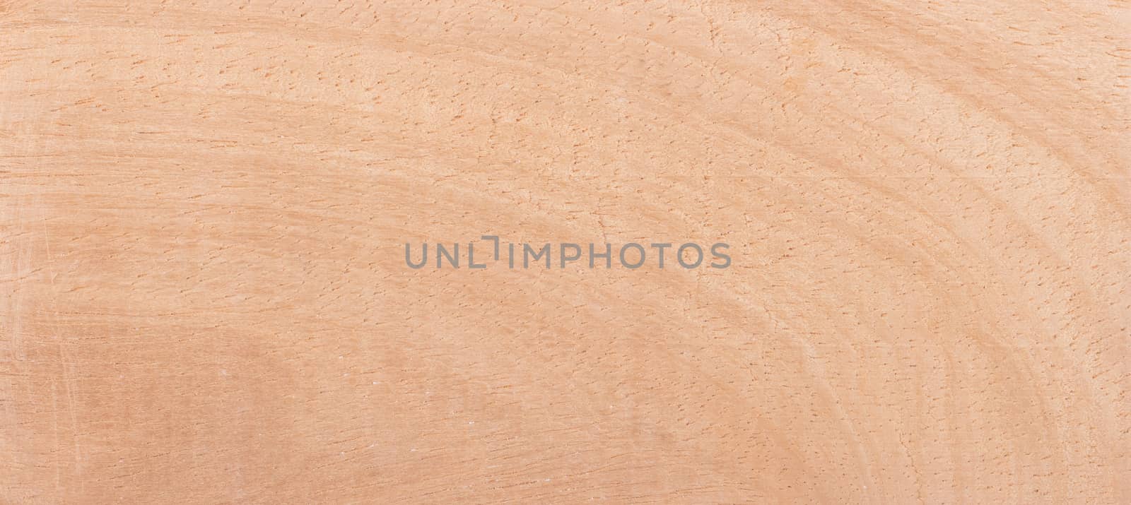 Wood from the tropical rainforest - Suriname - Hura crepitans by michaklootwijk