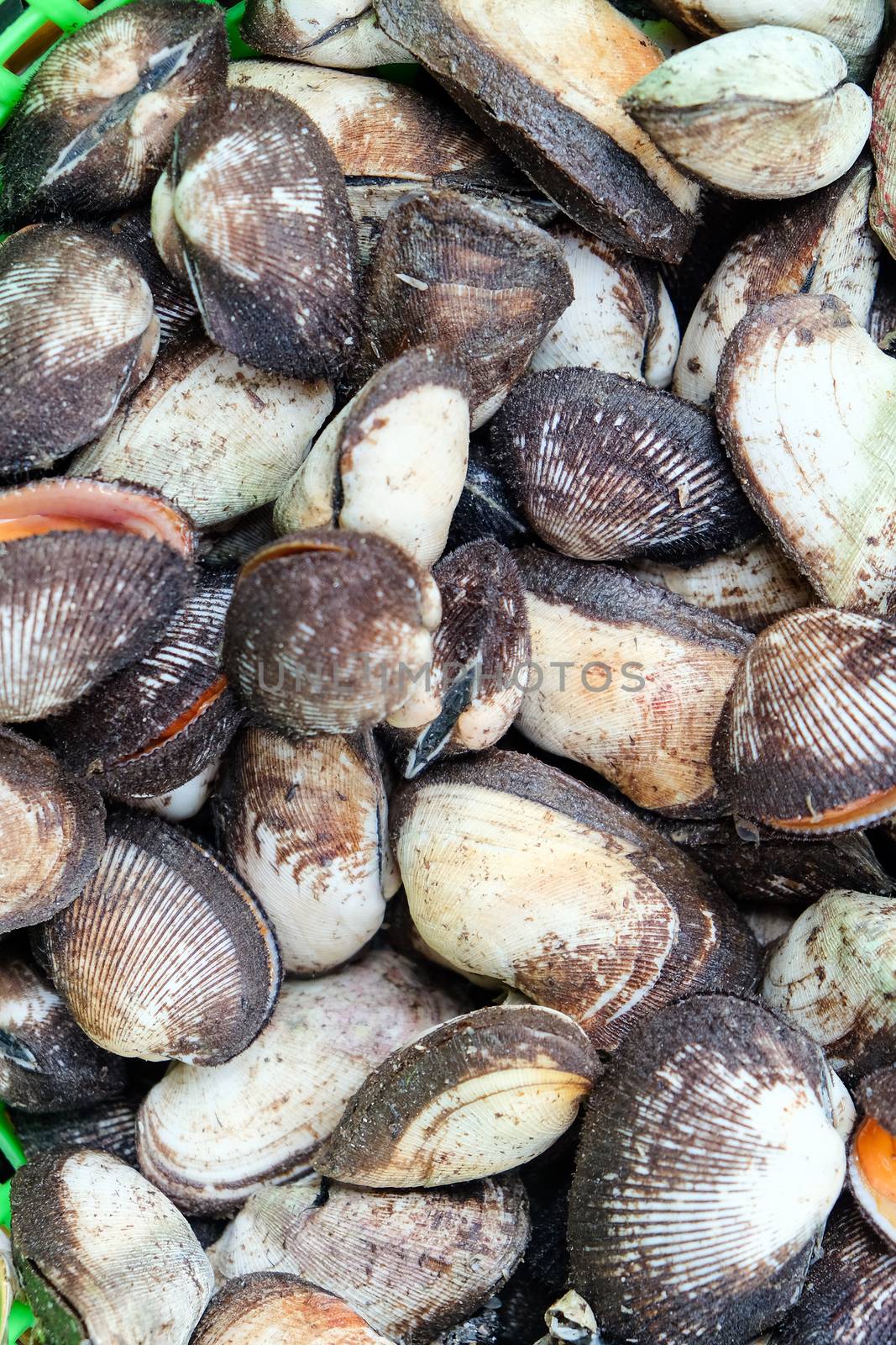 Shellfish,Fresh seafood in fish market