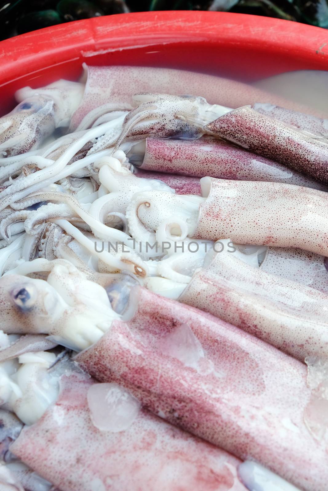 Fresh squid in seafood market