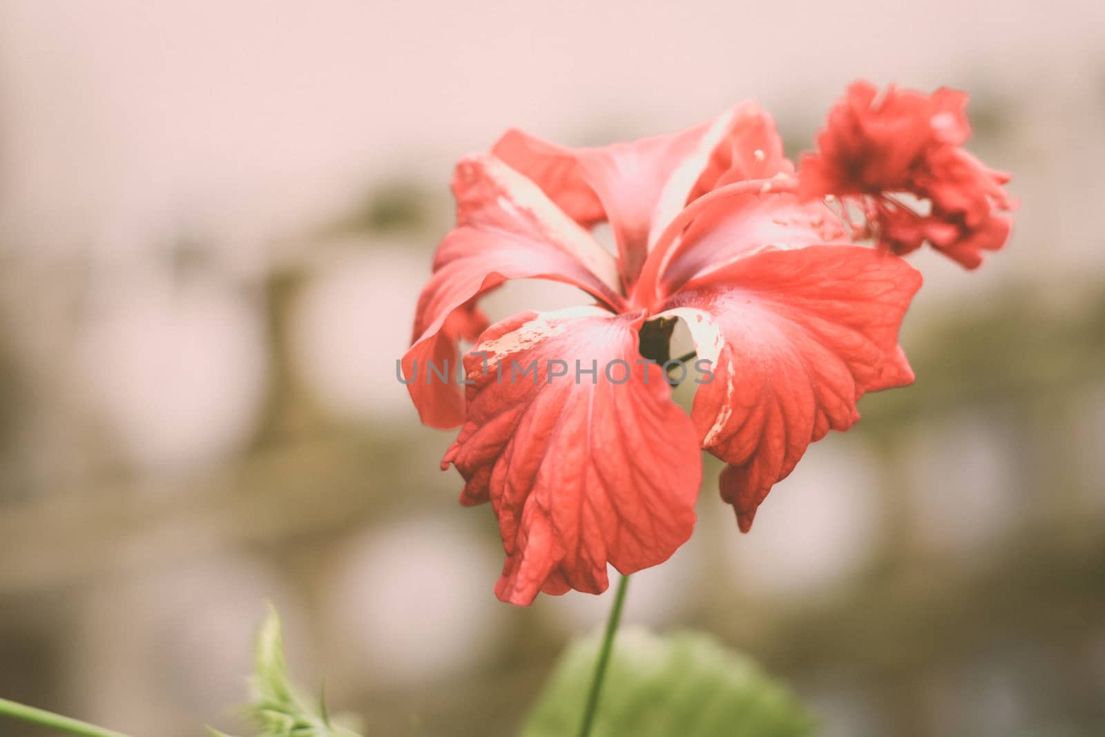 One Chaba flower (Hibiscus rosa-sinensis) chinese rose, red color, blooming in morning sunlight in isolated background. Vintage film look, With copy space room for text on left side of the image. by sudiptabhowmick