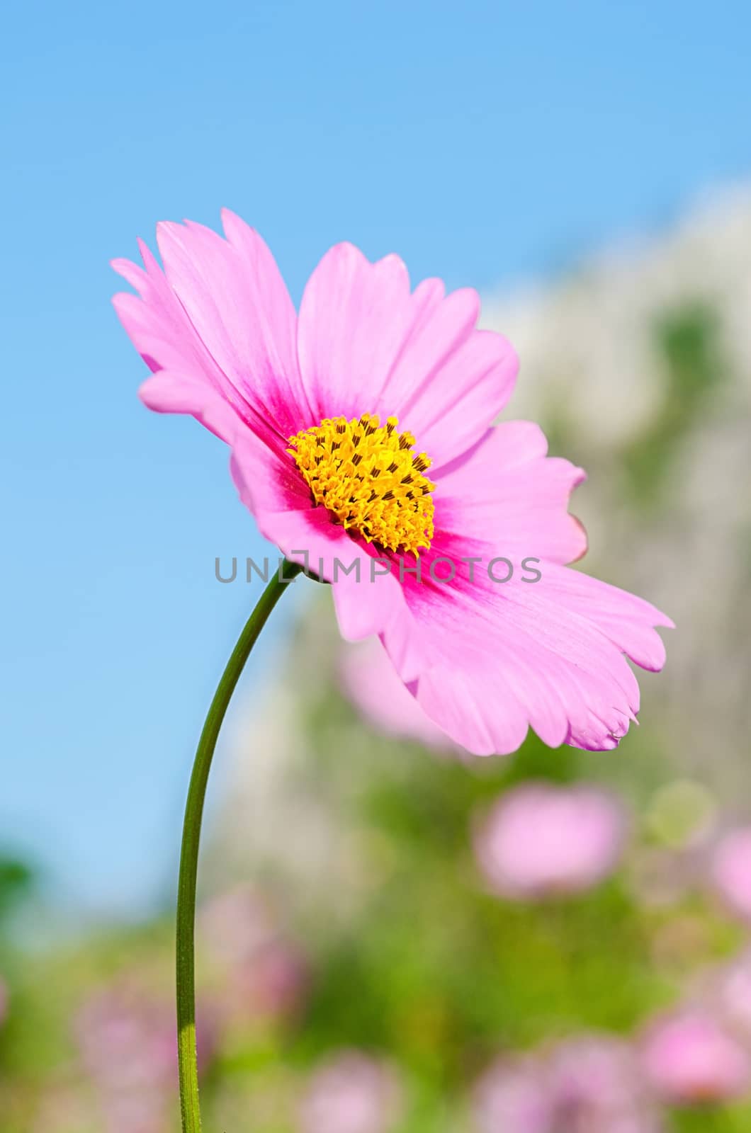 nature background of beautiful pink cosmos flower field.