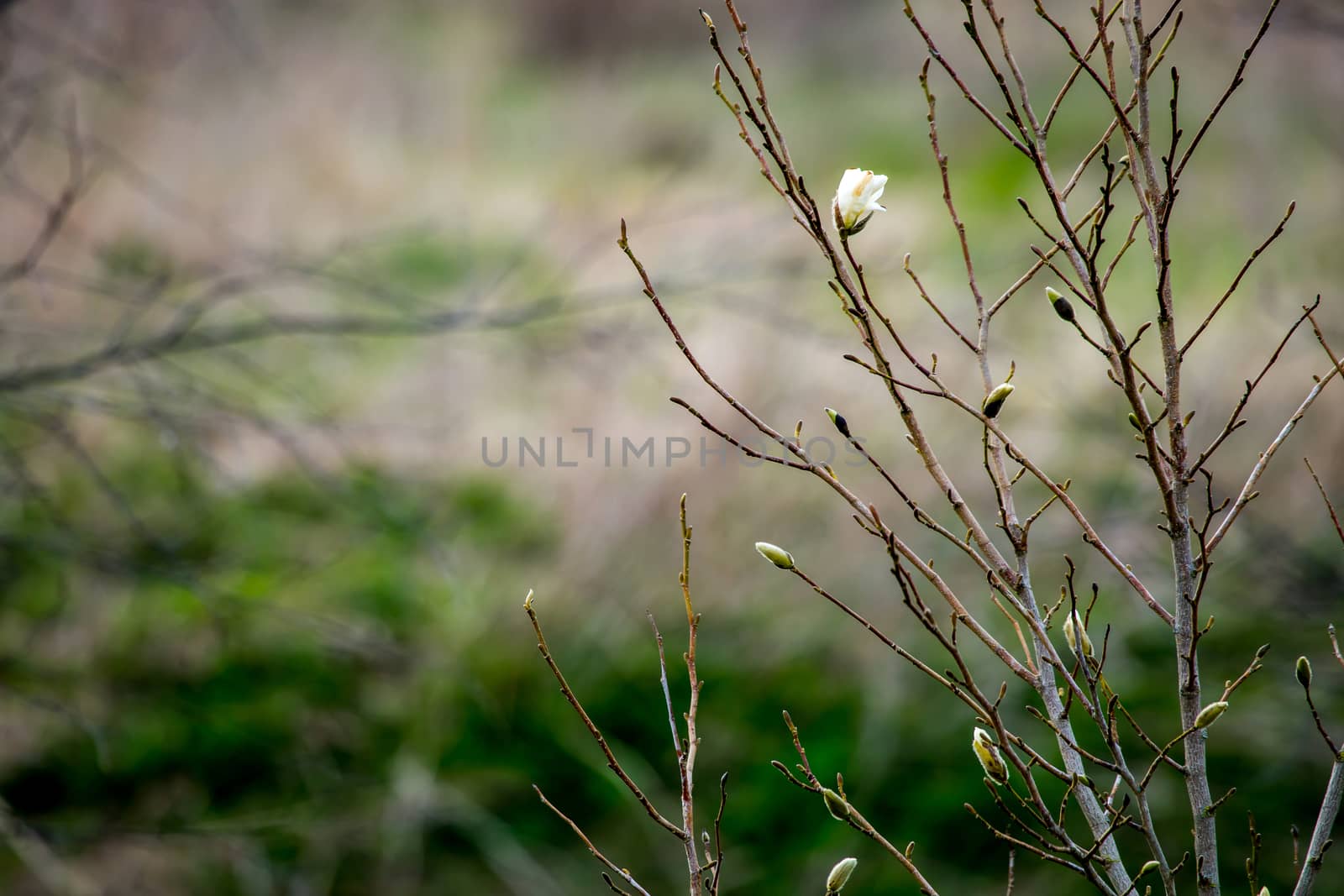Magnolia bush in the spring, Latvia. Flowering bush with magnolia flowers. White flowering shrub on green field. Flowering shrub with magnolia flower in summer day, Latvia.